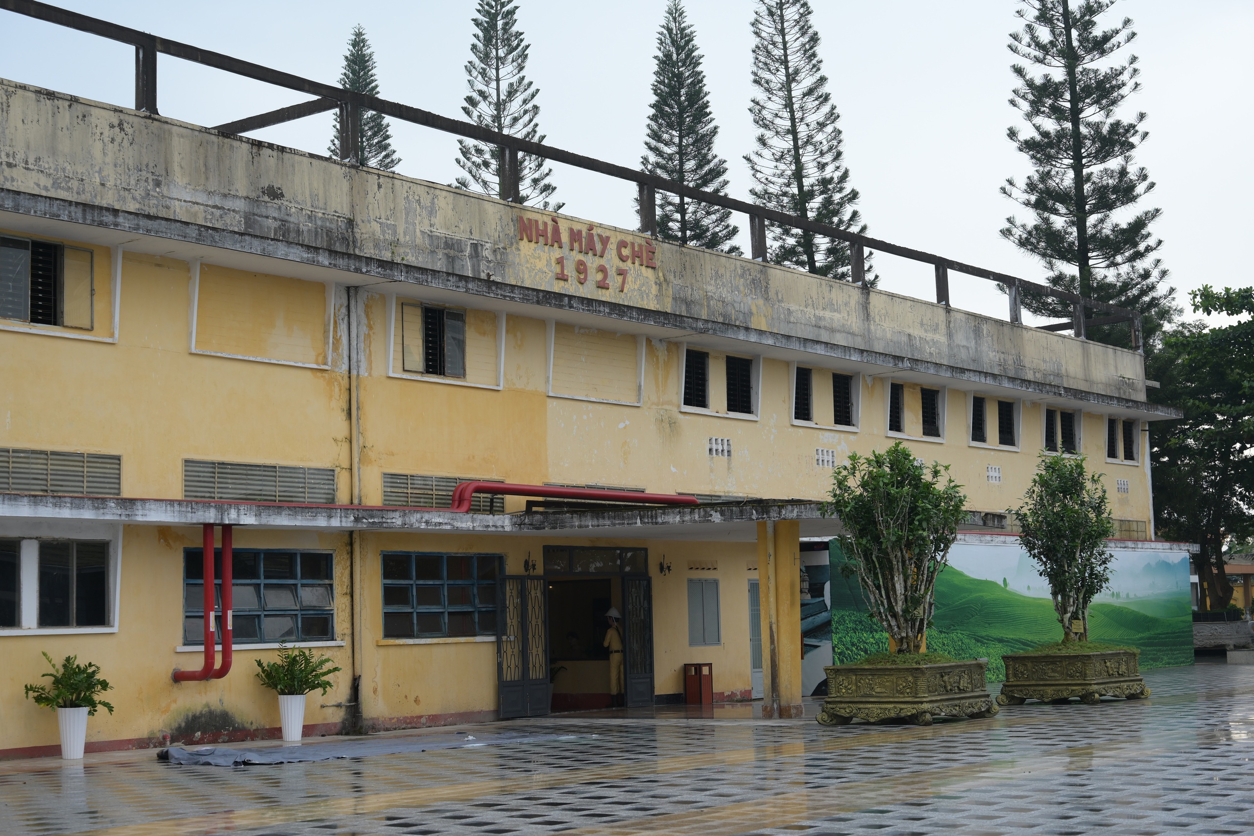 Show thực cảnh tại nhà máy chè trăm tuổi ở Lâm Đồng hút khách du lịch - Ảnh 1.