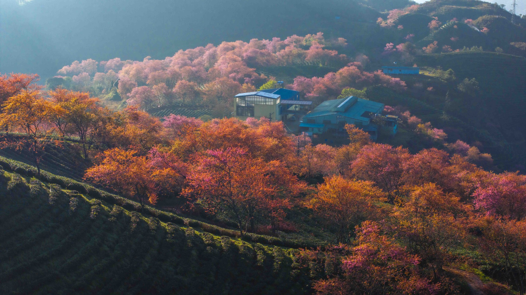 Thất vọng ở 'rừng' mai anh đào trên đồi chè đẹp nhất miền Bắc- Ảnh 1. Thất vọng ở 'rừng' mai anh đào trên đồi chè đẹp nhất miền Bắc- Ảnh 1.