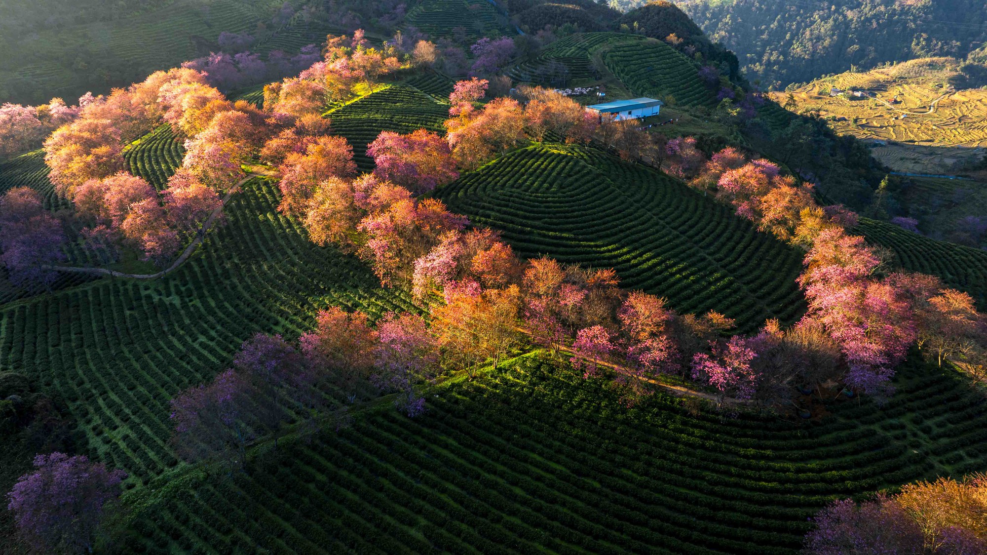 Thất vọng ở 'rừng' mai anh đào trên đồi chè đẹp nhất miền Bắc- Ảnh 2. Thất vọng ở 'rừng' mai anh đào trên đồi chè đẹp nhất miền Bắc- Ảnh 2.