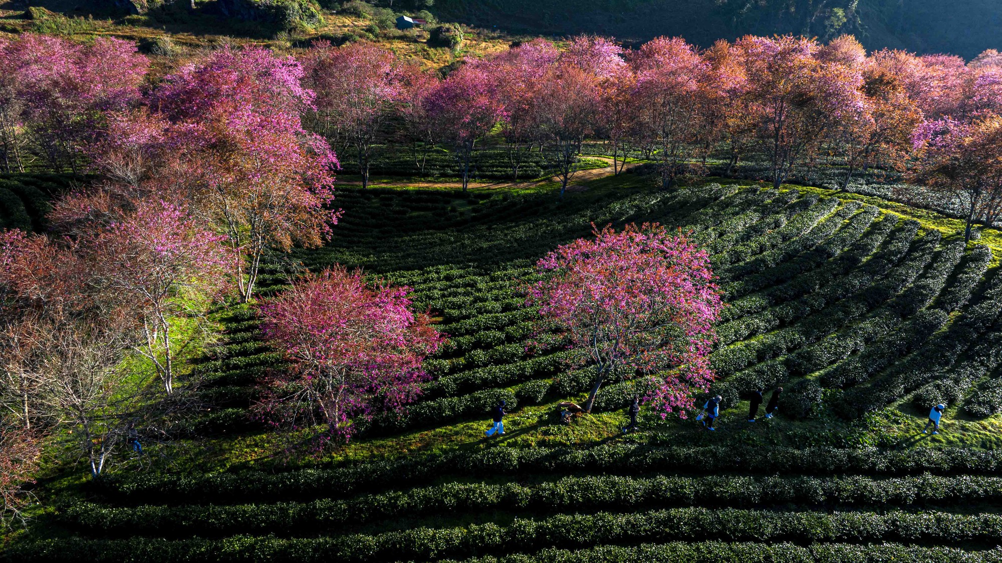 Thất vọng ở 'rừng' mai anh đào trên đồi chè đẹp nhất miền Bắc- Ảnh 3. Thất vọng ở 'rừng' mai anh đào trên đồi chè đẹp nhất miền Bắc- Ảnh 3.
