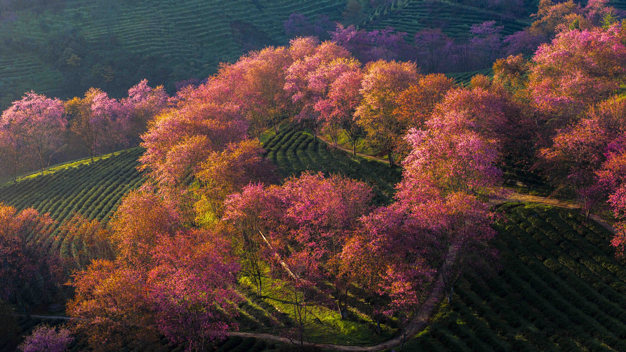 Thất vọng ở 'rừng' mai anh đào trên đồi chè đẹp nhất miền Bắc- Ảnh 4. Thất vọng ở 'rừng' mai anh đào trên đồi chè đẹp nhất miền Bắc- Ảnh 4.