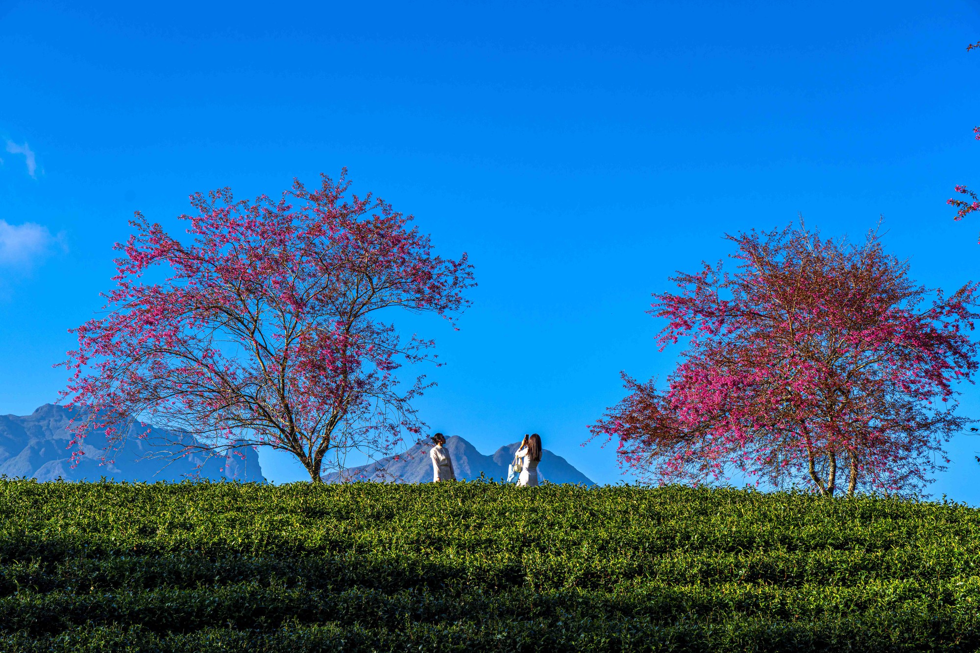 Thất vọng ở 'rừng' mai anh đào trên đồi chè đẹp nhất miền Bắc- Ảnh 6. Thất vọng ở 'rừng' mai anh đào trên đồi chè đẹp nhất miền Bắc- Ảnh 6.