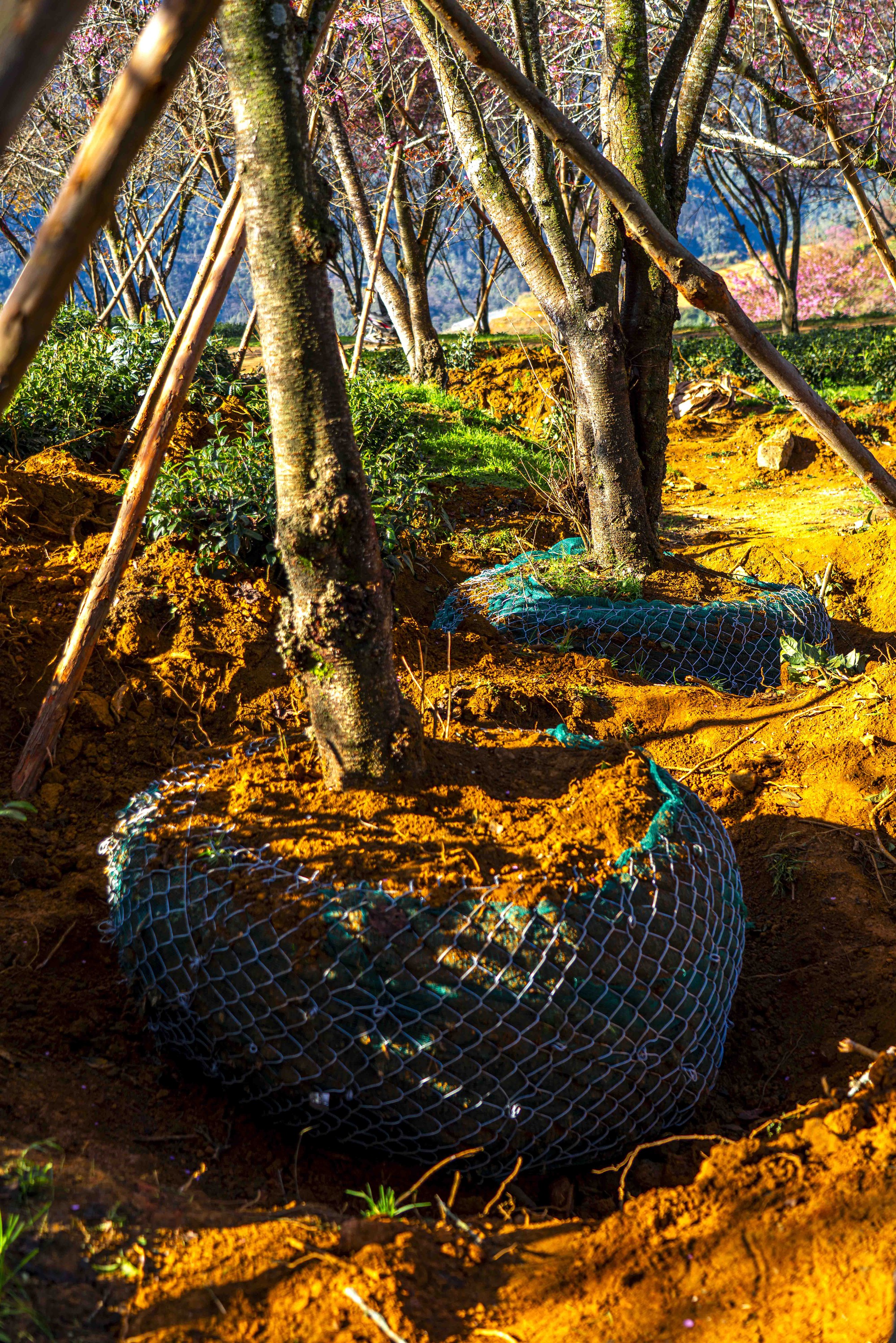 Thất vọng ở 'rừng' mai anh đào trên đồi chè đẹp nhất miền Bắc- Ảnh 9. Thất vọng ở 'rừng' mai anh đào trên đồi chè đẹp nhất miền Bắc- Ảnh 9.