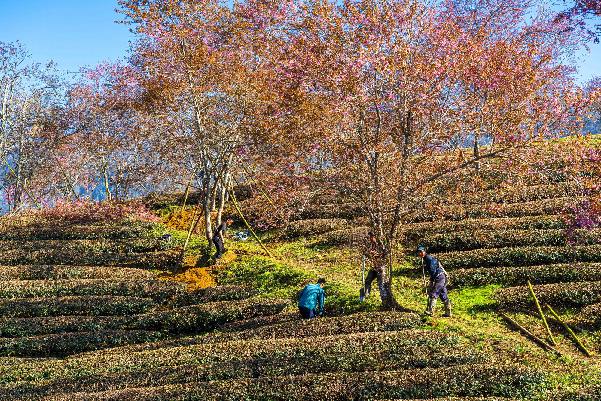 Thất vọng ở 'rừng' mai anh đào trên đồi chè đẹp nhất miền Bắc- Ảnh 7. Thất vọng ở 'rừng' mai anh đào trên đồi chè đẹp nhất miền Bắc- Ảnh 7.