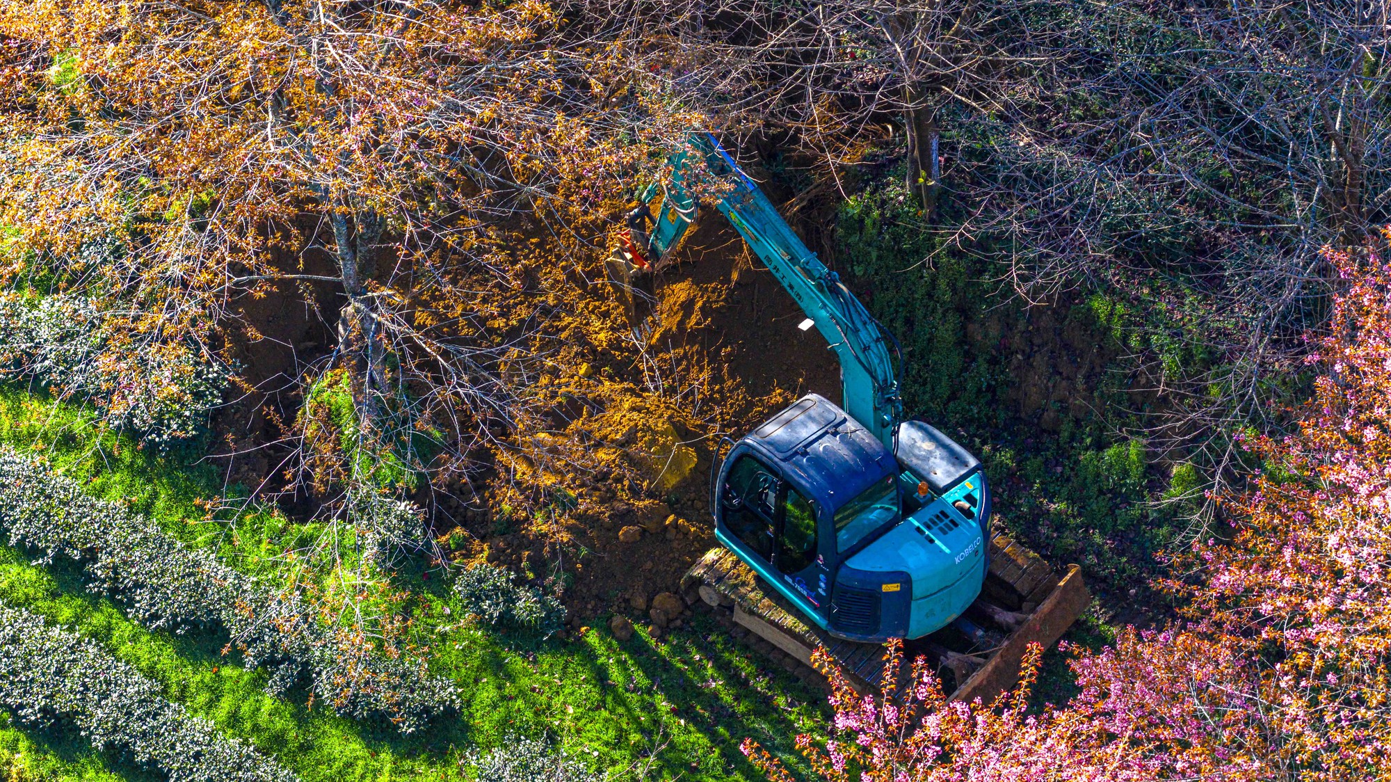 Thất vọng ở 'rừng' mai anh đào trên đồi chè đẹp nhất miền Bắc- Ảnh 12. Thất vọng ở 'rừng' mai anh đào trên đồi chè đẹp nhất miền Bắc- Ảnh 12.