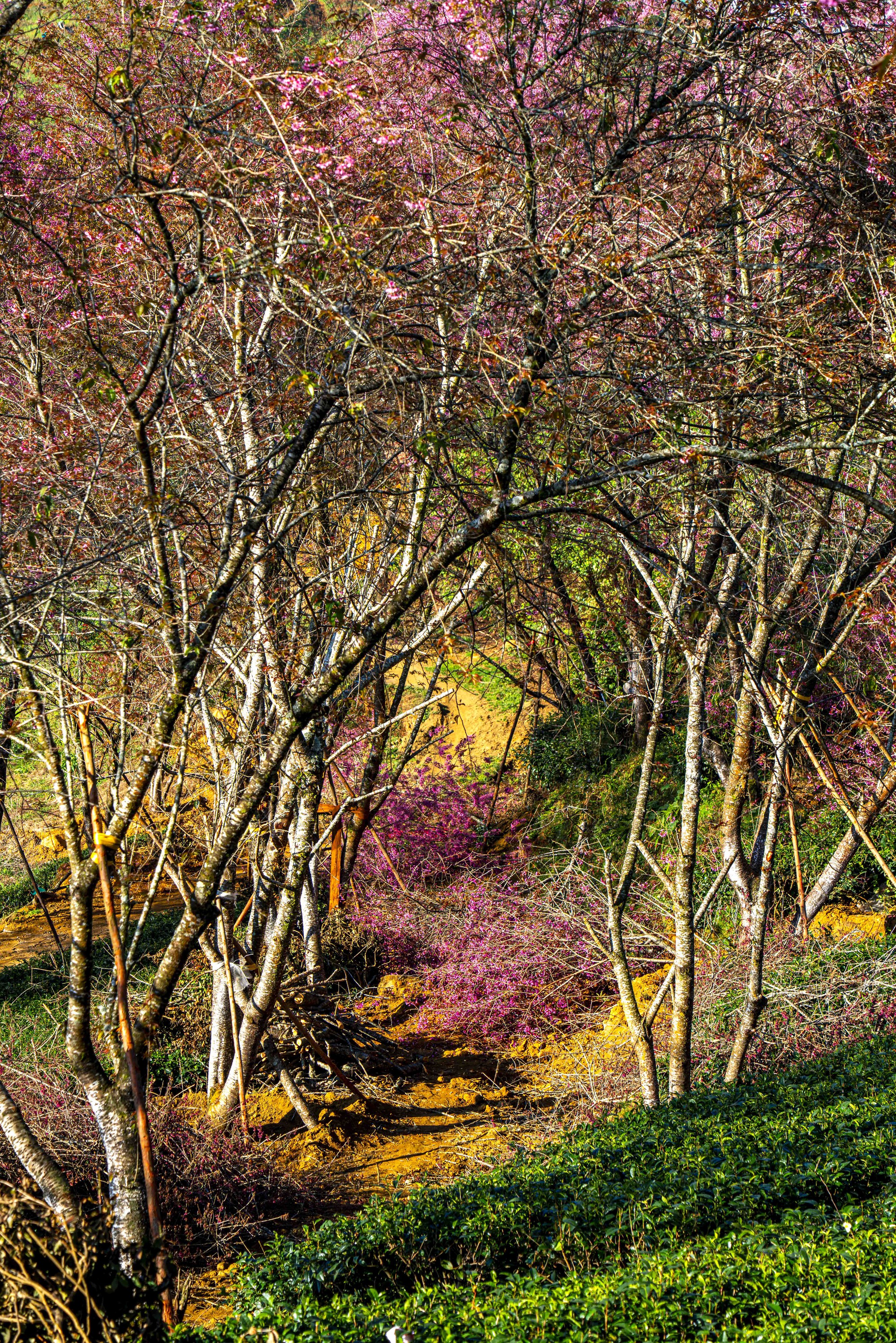 Thất vọng ở 'rừng' mai anh đào trên đồi chè đẹp nhất miền Bắc- Ảnh 8. Thất vọng ở 'rừng' mai anh đào trên đồi chè đẹp nhất miền Bắc- Ảnh 8.