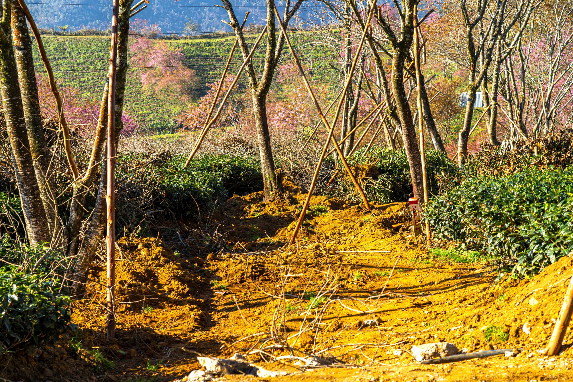 Thất vọng ở 'rừng' mai anh đào trên đồi chè đẹp nhất miền Bắc- Ảnh 10. Thất vọng ở 'rừng' mai anh đào trên đồi chè đẹp nhất miền Bắc- Ảnh 10.