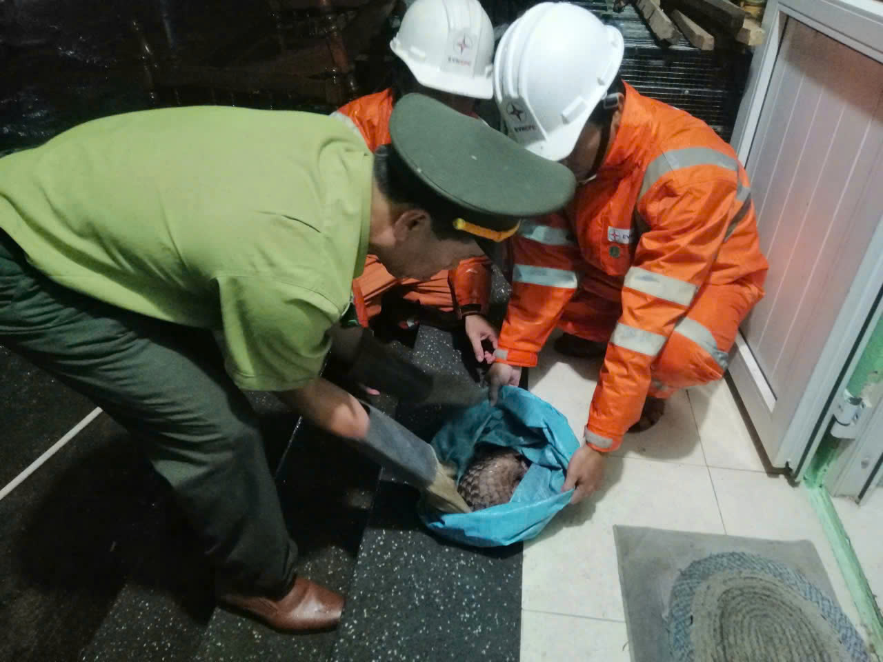 Công nhân Điện lực Huế cứu hộ động vật quý hiếm trong đêm - Ảnh 1.