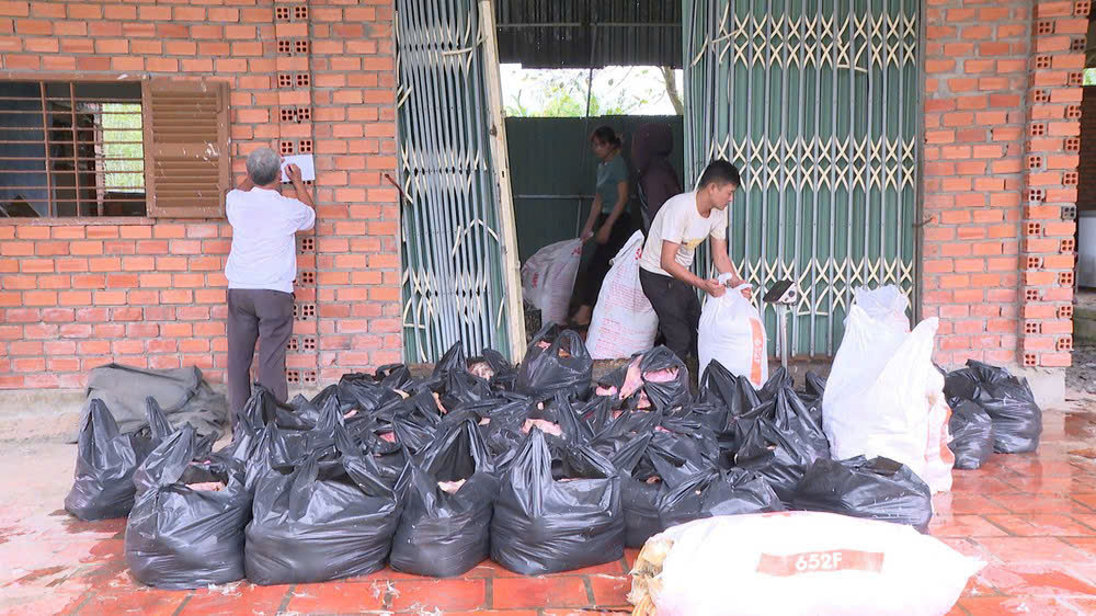 TP.HCM: Chi 120 triệu đồng mua 2 tấn vịt chết thối, đang vận chuyển thì bị bắt- Ảnh 2. TP.HCM: Chi 120 triệu đồng mua 2 tấn vịt chết thối, đang vận chuyển thì bị bắt- Ảnh 2.