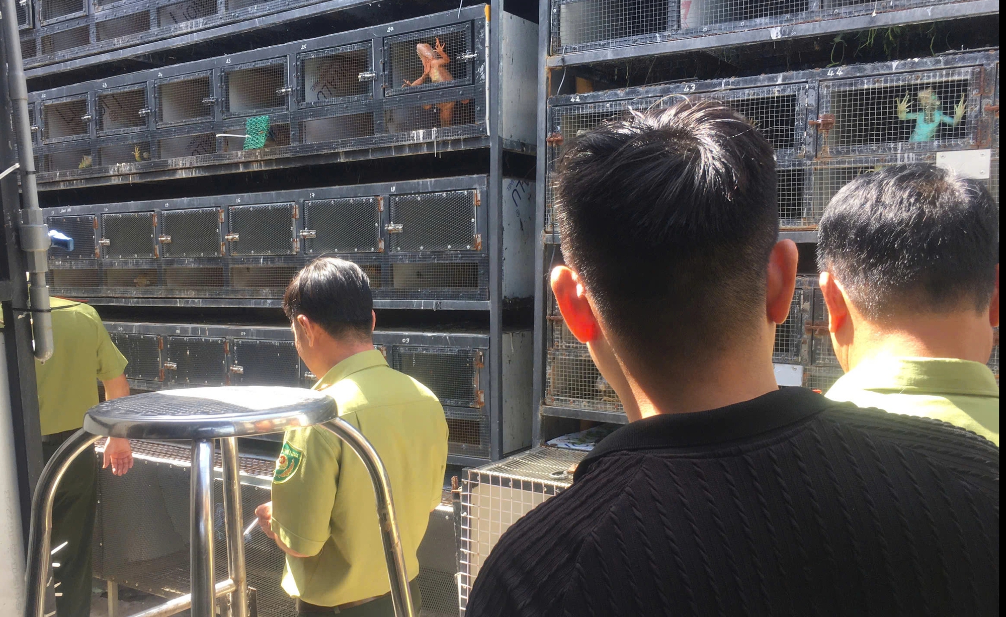 Phát hiện nhiều cá thể rồng Nam Mỹ không có hồ hợp pháp nuôi nhốt - Ảnh 1.