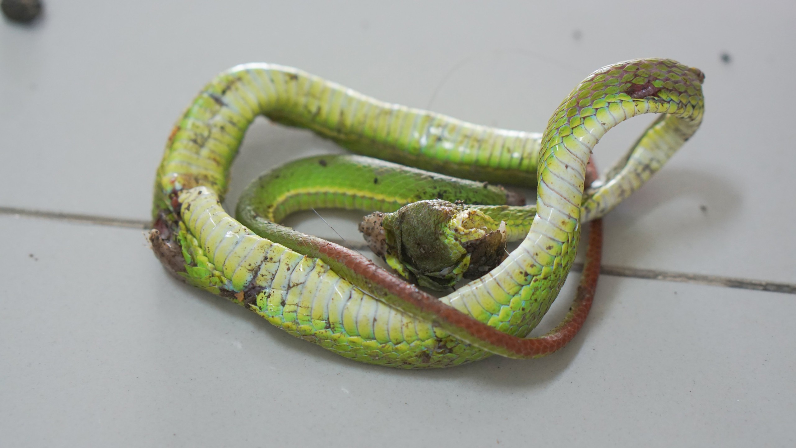 Bác sĩ cảnh báo rắn lục đuôi đỏ trong mùa mưa: Chứa 20 thành phần gây độc - Ảnh 1.