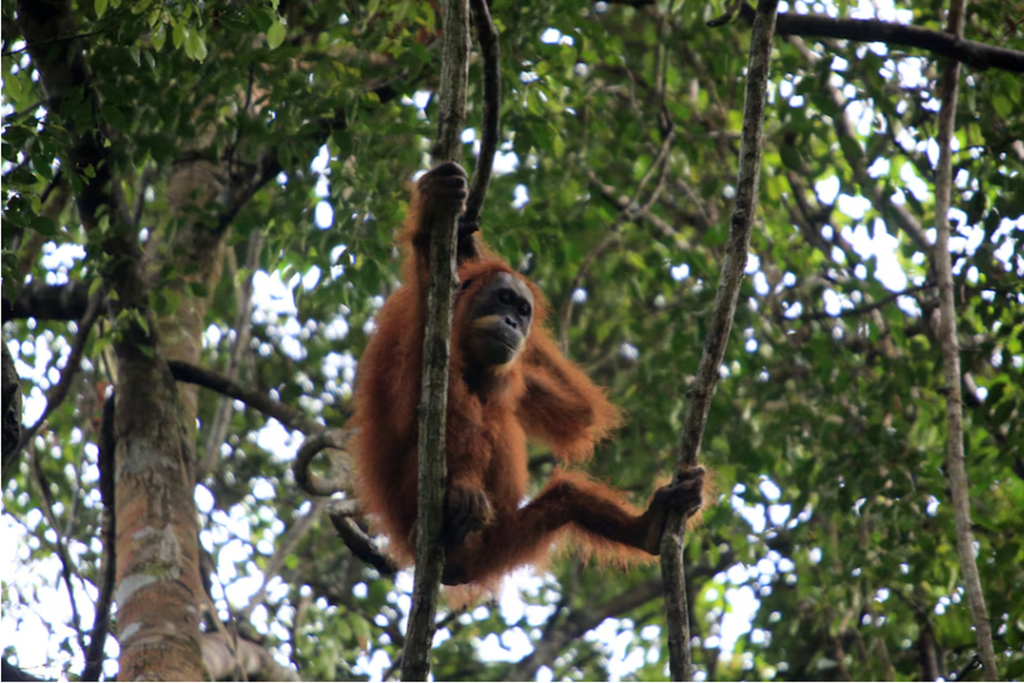 Lũ lụt Indonesia đẩy một loài đười ươi gần đến mức tuyệt chủng? - Ảnh 1.