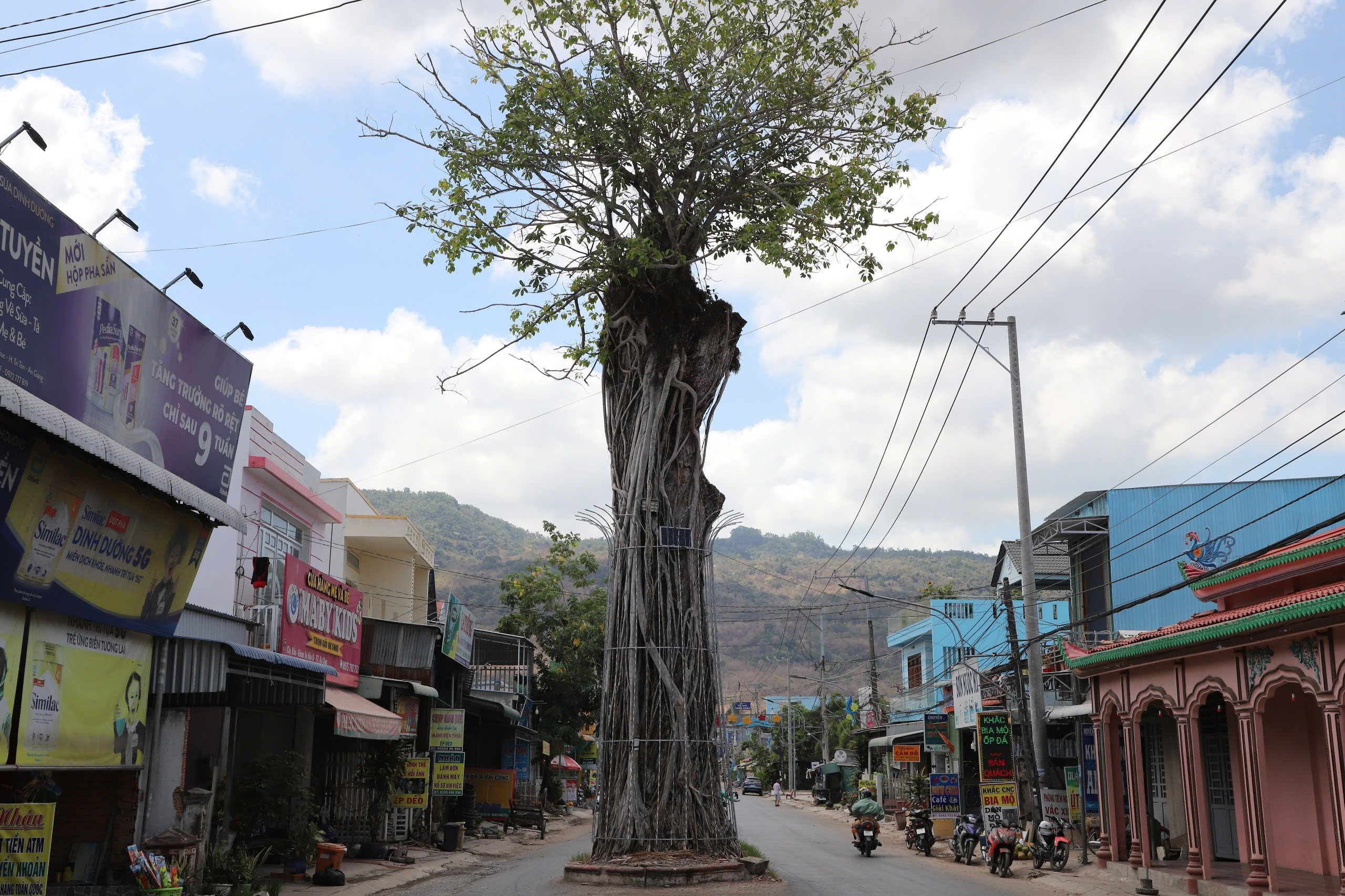 Độc đáo cây dầu cổ thụ hơn 300 tuổi: Chết mà như vẫn sống- Ảnh 1. Độc đáo cây dầu cổ thụ hơn 300 tuổi: Chết mà như vẫn sống- Ảnh 1.