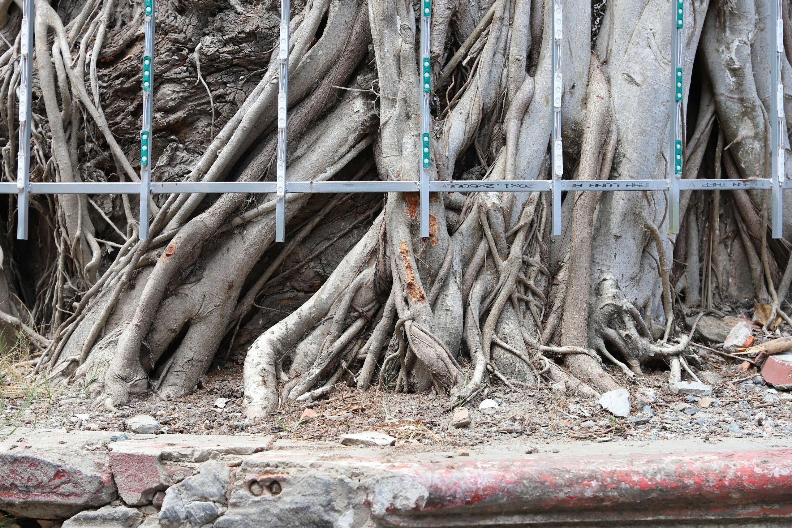 Độc đáo cây dầu cổ thụ hơn 300 tuổi: Chết mà như vẫn sống- Ảnh 2. Độc đáo cây dầu cổ thụ hơn 300 tuổi: Chết mà như vẫn sống- Ảnh 2.