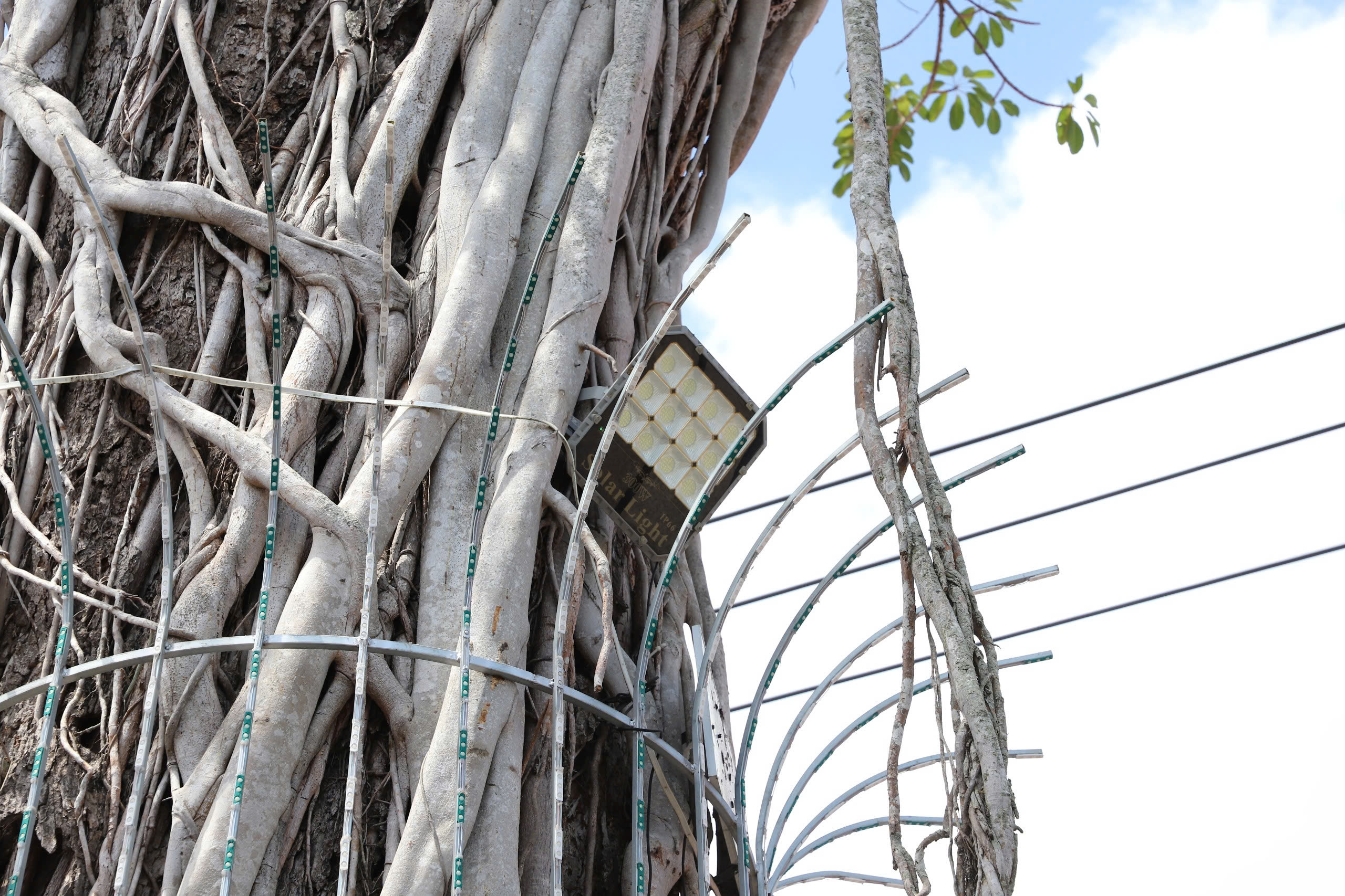 Độc đáo cây dầu cổ thụ hơn 300 tuổi: Chết mà như vẫn sống- Ảnh 3. Độc đáo cây dầu cổ thụ hơn 300 tuổi: Chết mà như vẫn sống- Ảnh 3.