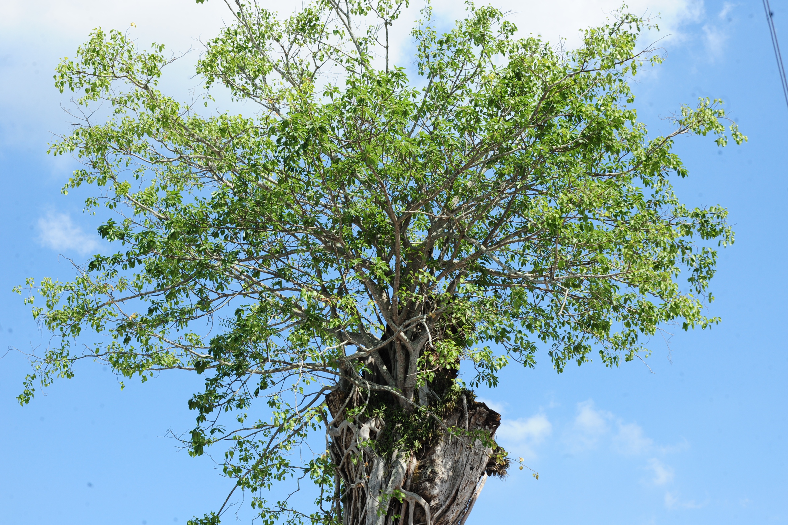 Độc đáo cây dầu cổ thụ hơn 300 tuổi: Chết mà như vẫn sống- Ảnh 4. Độc đáo cây dầu cổ thụ hơn 300 tuổi: Chết mà như vẫn sống- Ảnh 4.