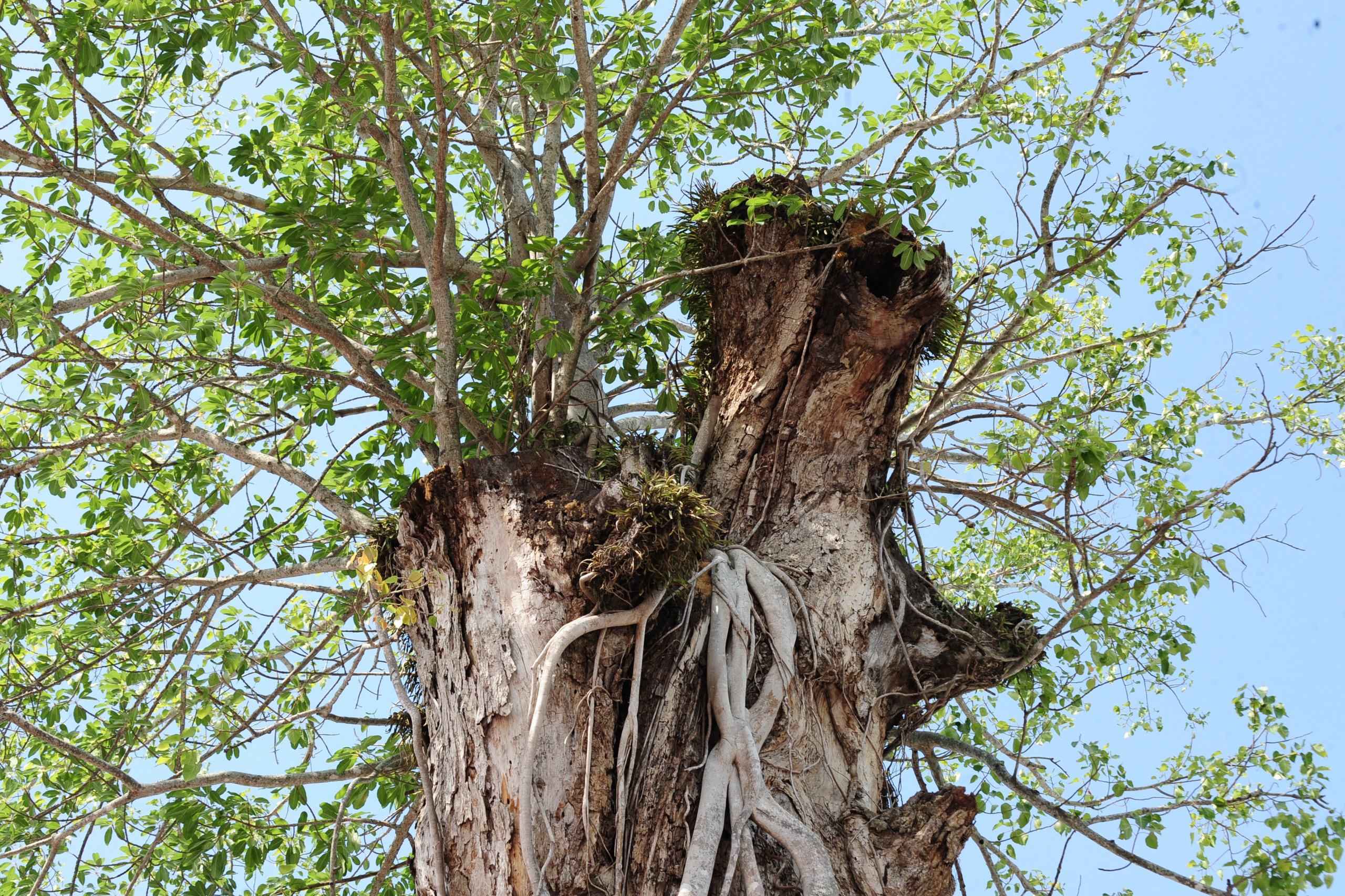 Độc đáo cây dầu cổ thụ hơn 300 tuổi: Chết mà như vẫn sống- Ảnh 5. Độc đáo cây dầu cổ thụ hơn 300 tuổi: Chết mà như vẫn sống- Ảnh 5.