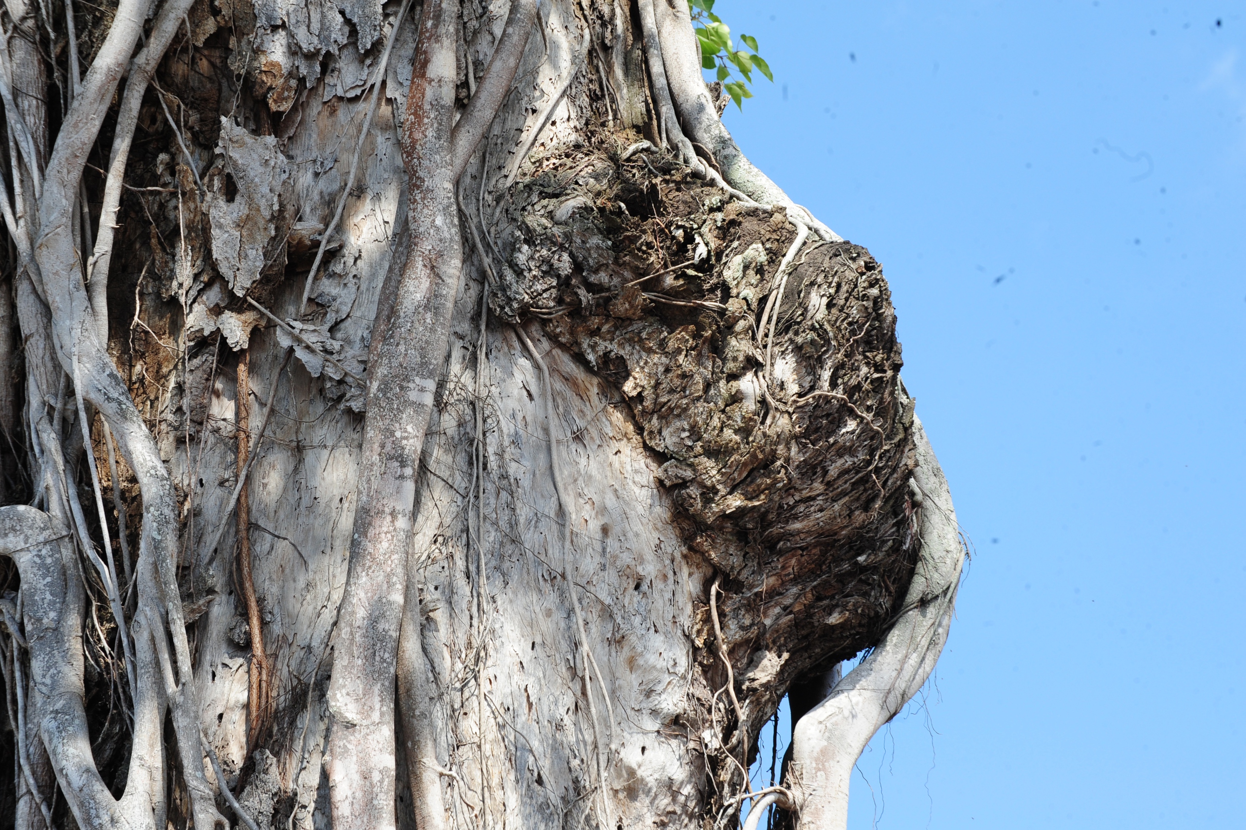 Độc đáo cây dầu cổ thụ hơn 300 tuổi: Chết mà như vẫn sống- Ảnh 8. Độc đáo cây dầu cổ thụ hơn 300 tuổi: Chết mà như vẫn sống- Ảnh 8.