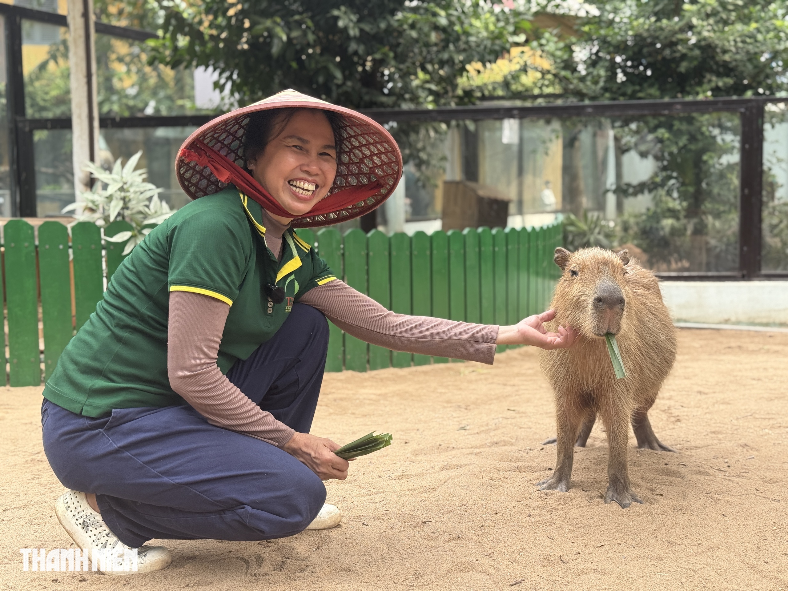 Vì sao capybara ở Thảo Cầm Viên Sài Gòn lúc nào cũng trông như buồn ngủ? - Ảnh 6.
