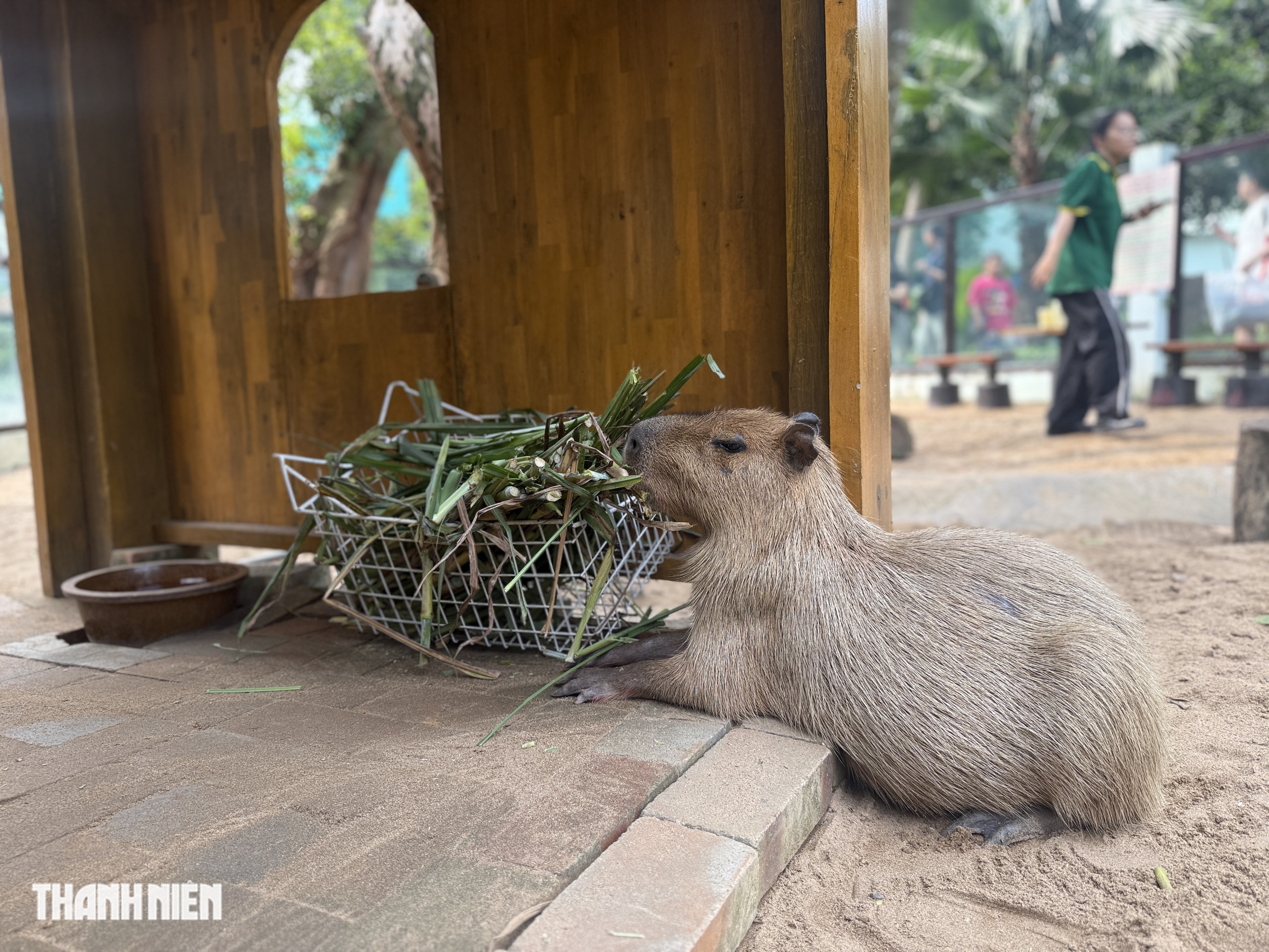 Vì sao capybara ở Thảo Cầm Viên Sài Gòn lúc nào cũng trông như buồn ngủ? - Ảnh 4.