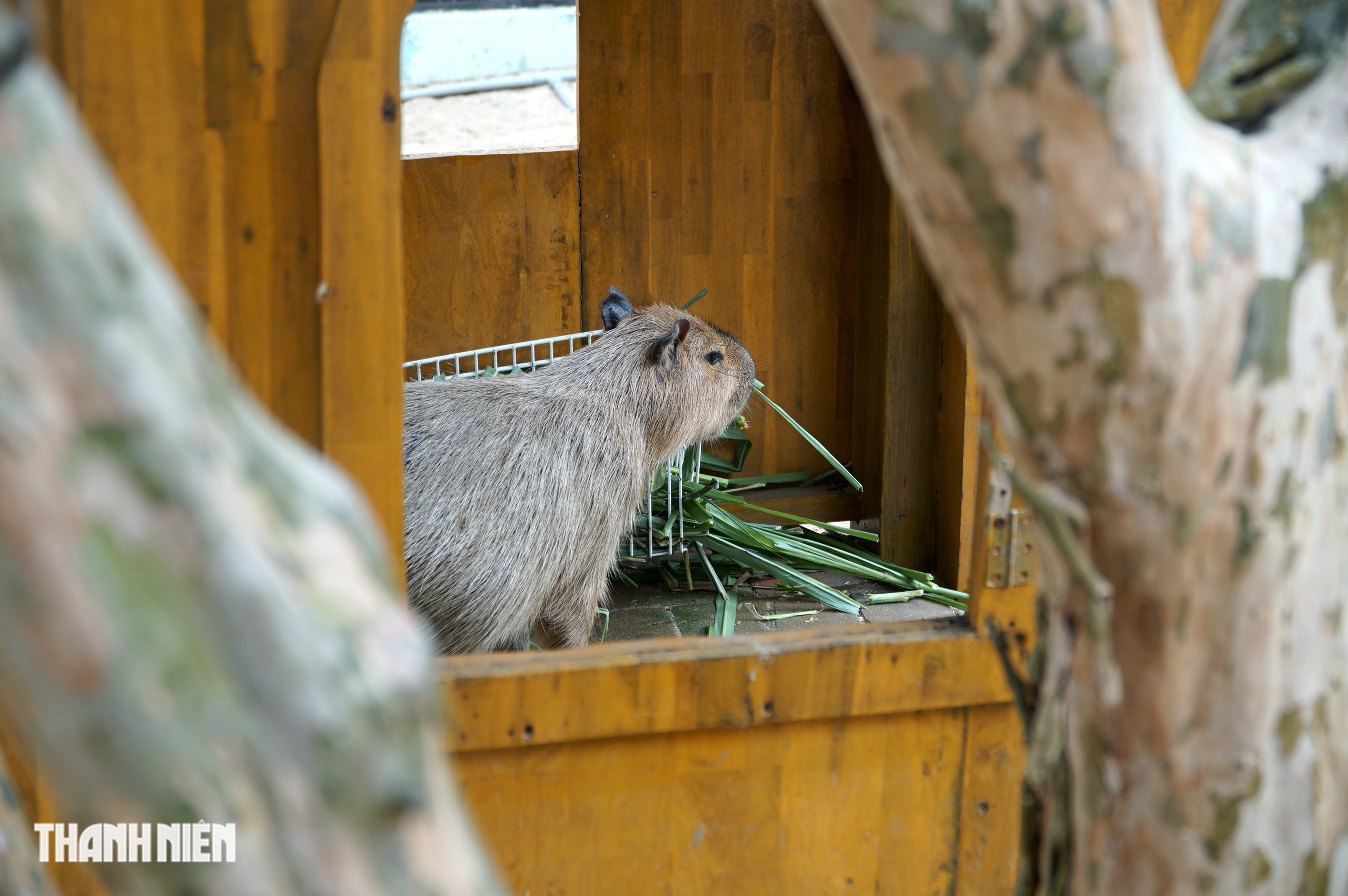 Vì sao capybara ở Thảo Cầm Viên Sài Gòn lúc nào cũng trông như buồn ngủ? - Ảnh 5.