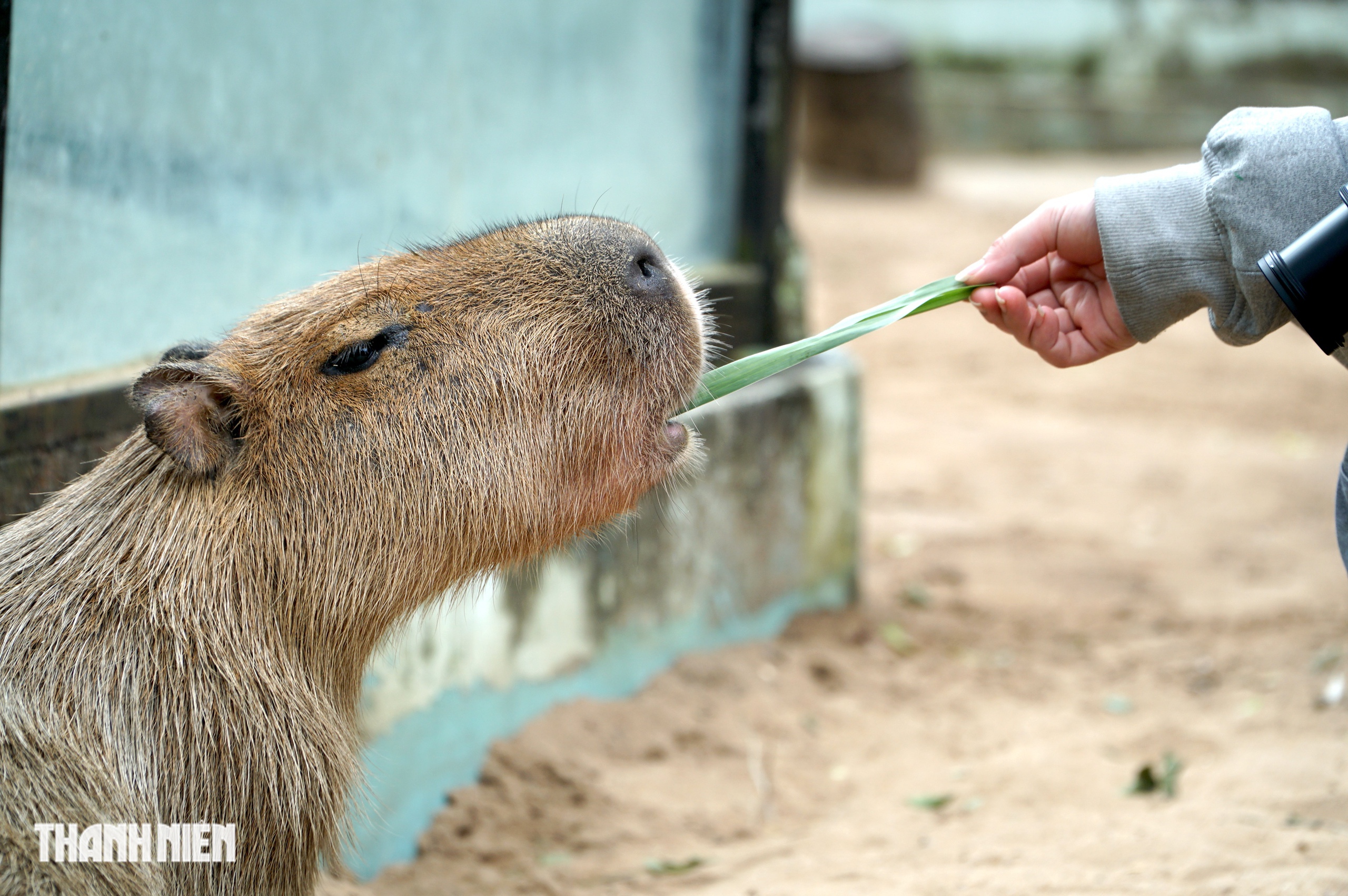 Vì sao capybara ở Thảo Cầm Viên Sài Gòn lúc nào cũng trông như buồn ngủ? - Ảnh 7.