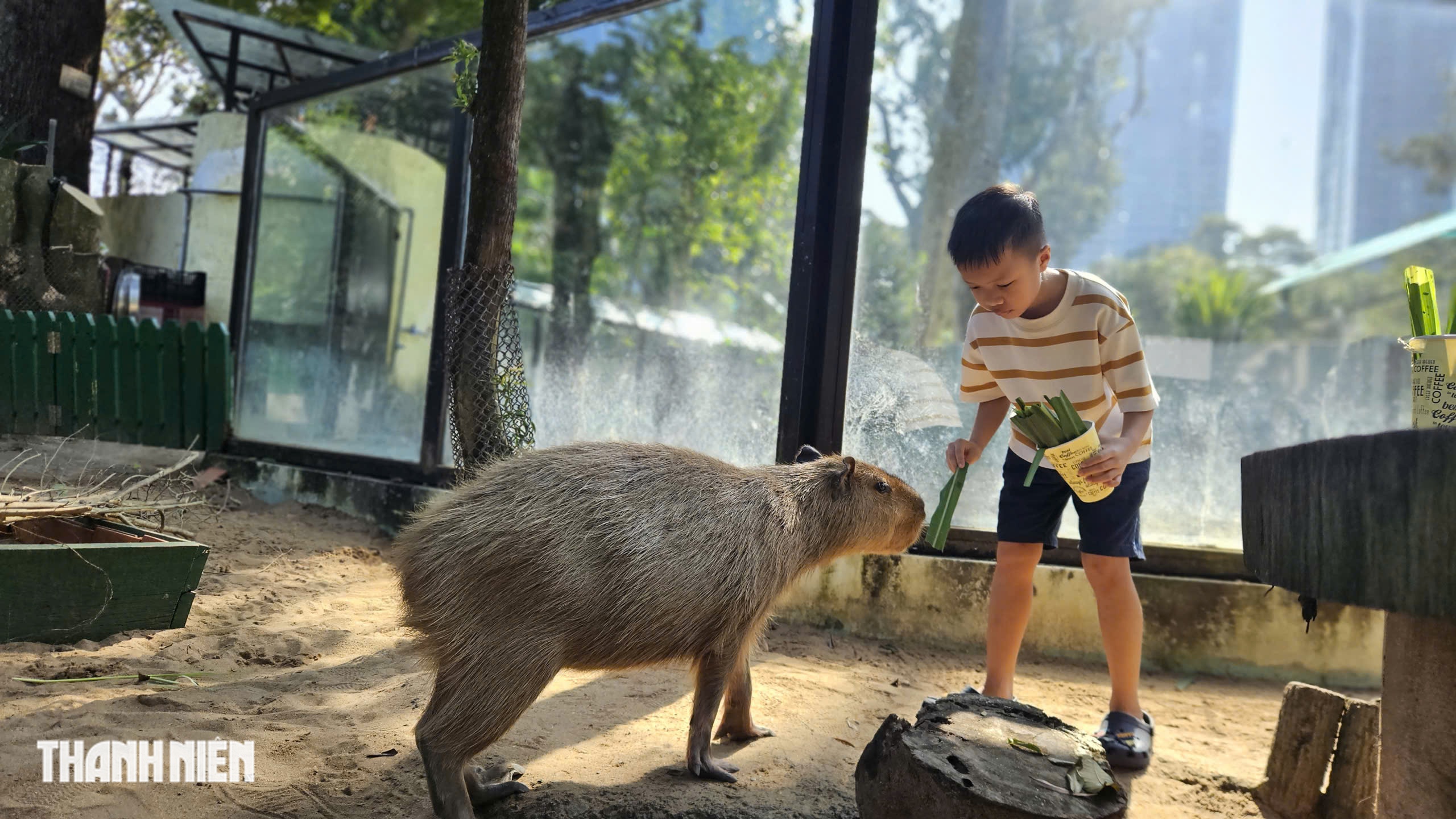 Vì sao capybara ở Thảo Cầm Viên Sài Gòn lúc nào cũng trông như buồn ngủ? - Ảnh 8.