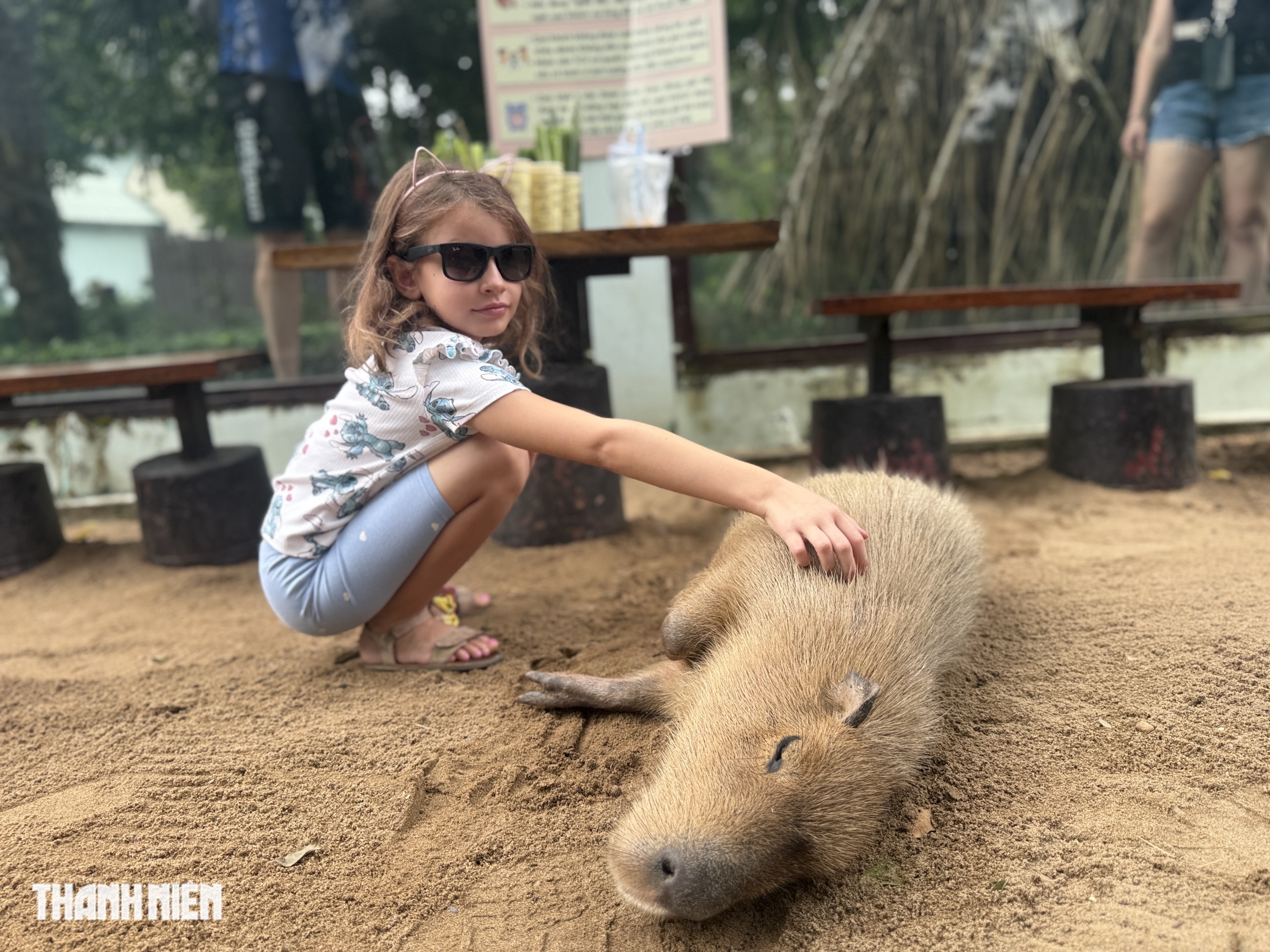 Vì sao capybara ở Thảo Cầm Viên Sài Gòn lúc nào cũng trông như buồn ngủ? - Ảnh 2.