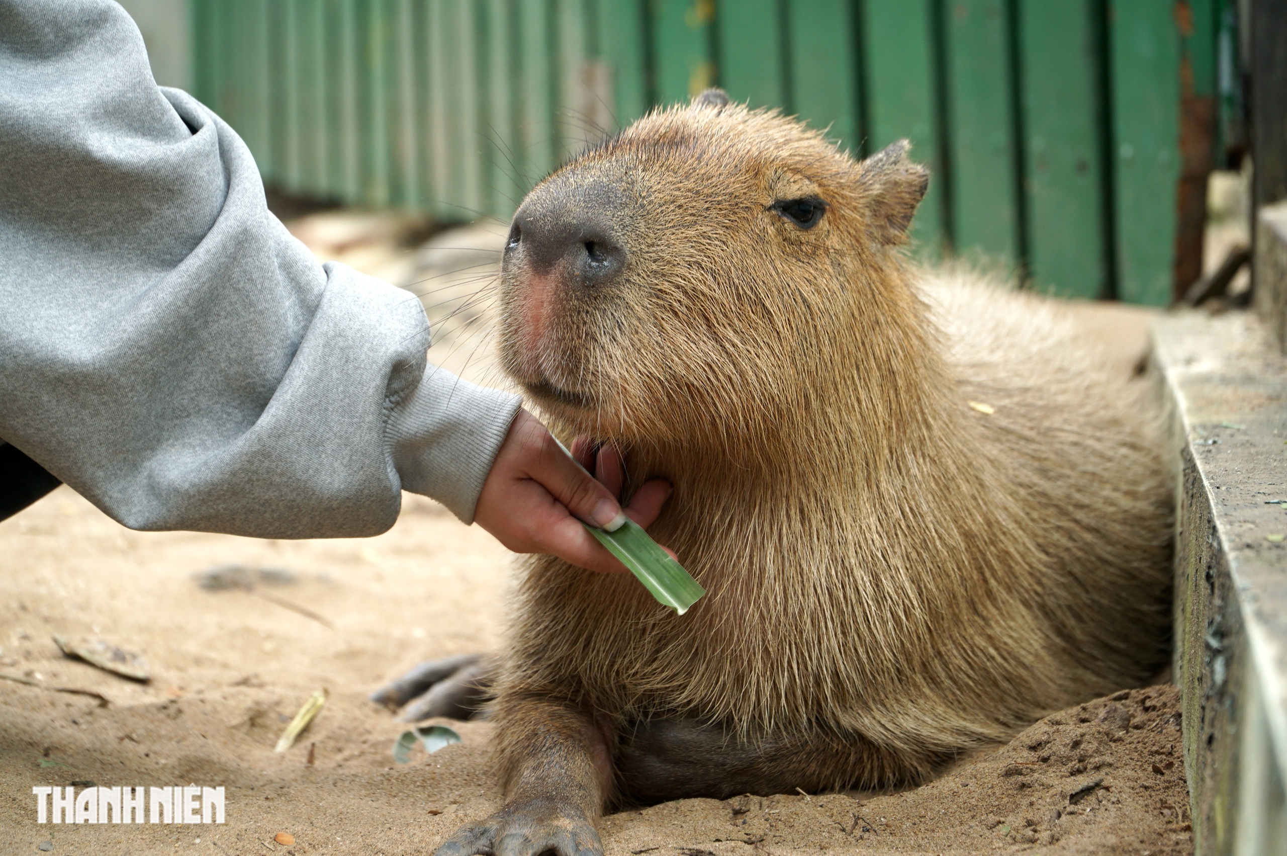Vì sao capybara ở Thảo Cầm Viên Sài Gòn lúc nào cũng trông như buồn ngủ? - Ảnh 3.