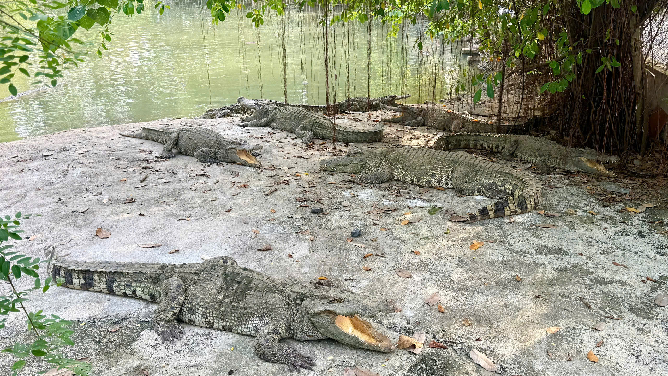 Bắn điện để di chuyển 12 con cá sấu ‘khủng’ trong khu du lịch Thủy Châu ở TP.HCM- Ảnh 1. Bắn điện để di chuyển 12 con cá sấu ‘khủng’ trong khu du lịch Thủy Châu ở TP.HCM- Ảnh 1.