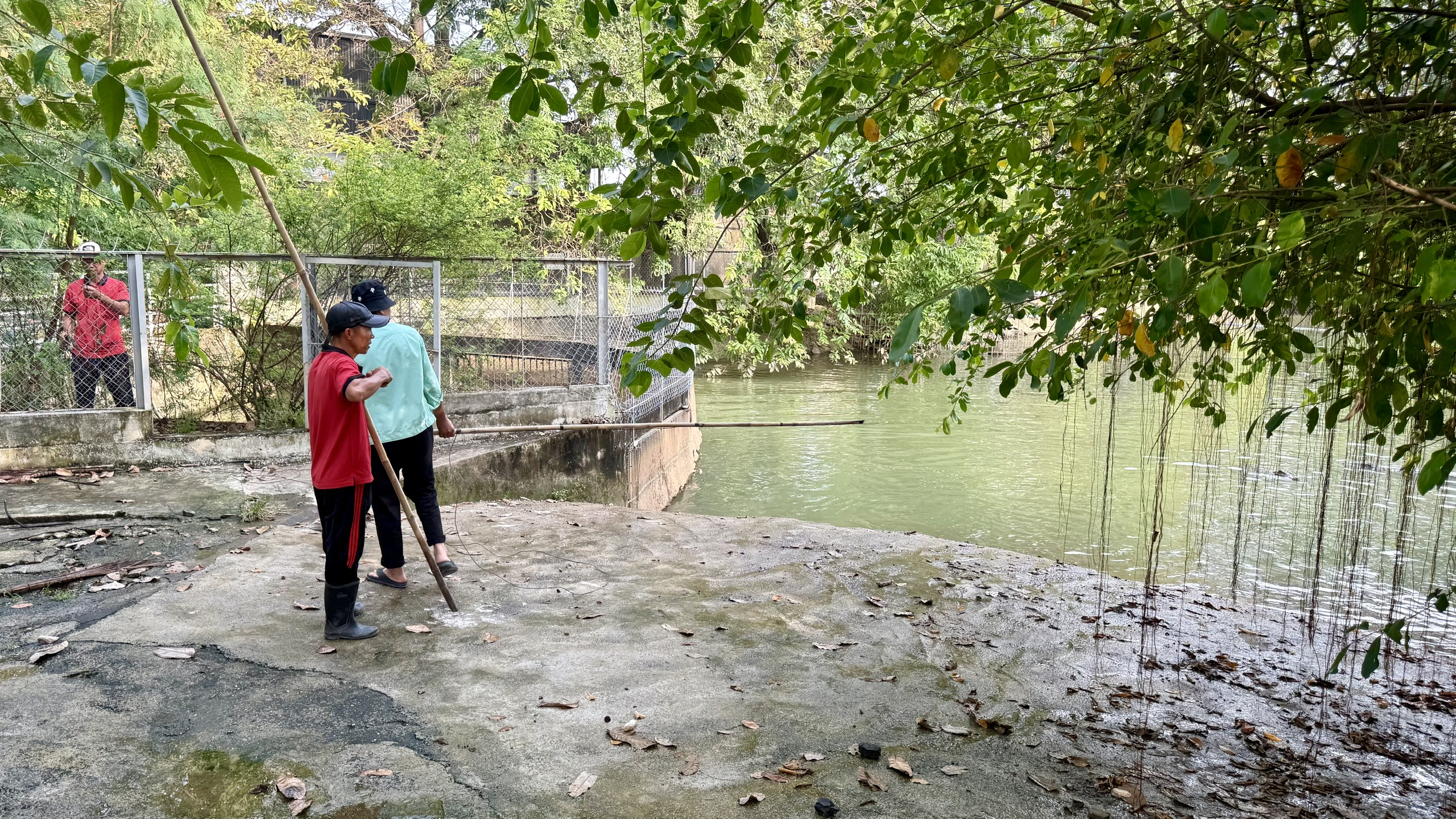 Bắn điện để di chuyển 12 con cá sấu ‘khủng’ trong khu du lịch Thủy Châu ở TP.HCM- Ảnh 2. Bắn điện để di chuyển 12 con cá sấu ‘khủng’ trong khu du lịch Thủy Châu ở TP.HCM- Ảnh 2.