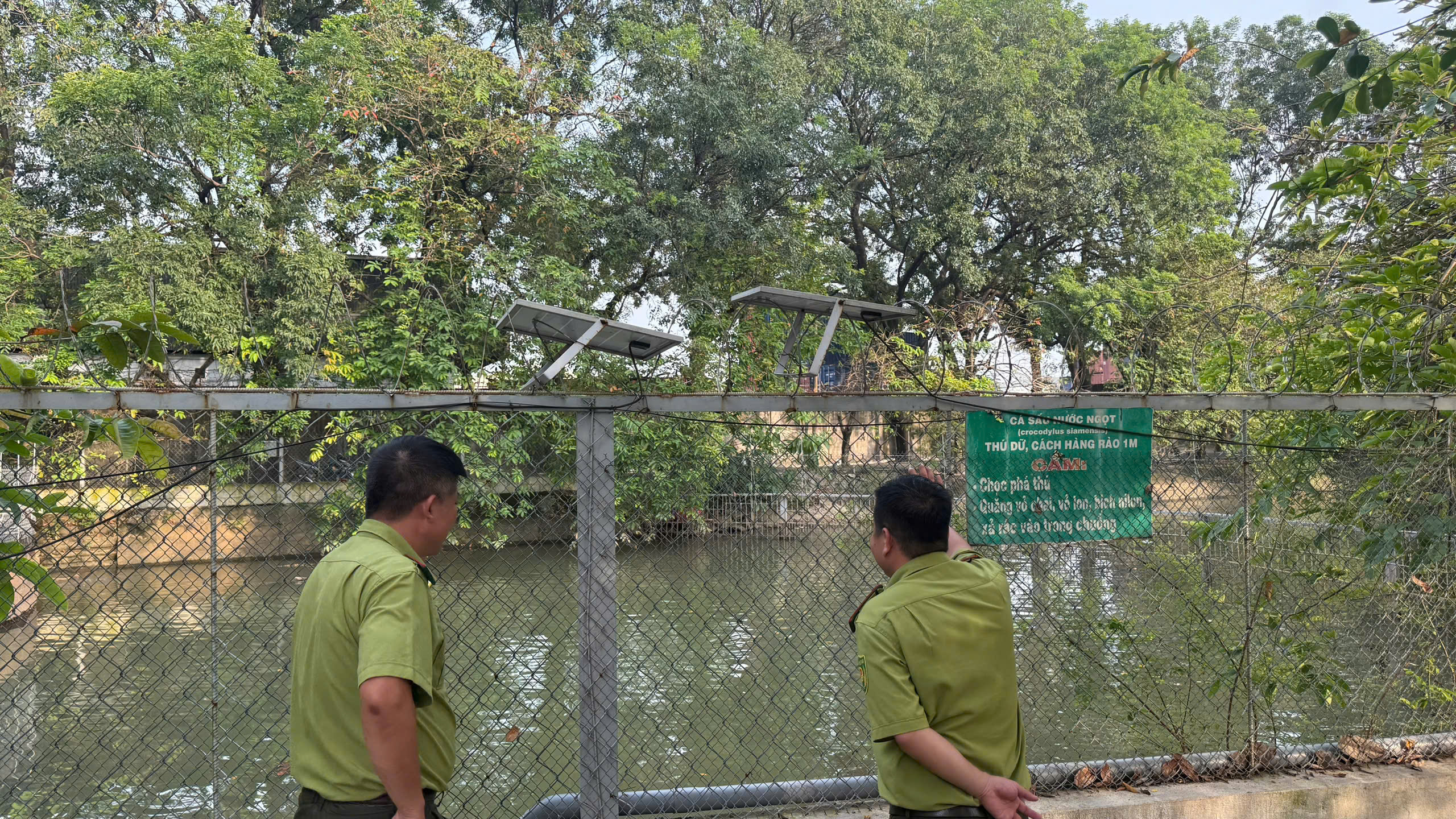 Bắn điện để di chuyển 12 con cá sấu ‘khủng’ trong khu du lịch Thủy Châu ở TP.HCM- Ảnh 3. Bắn điện để di chuyển 12 con cá sấu ‘khủng’ trong khu du lịch Thủy Châu ở TP.HCM- Ảnh 3.