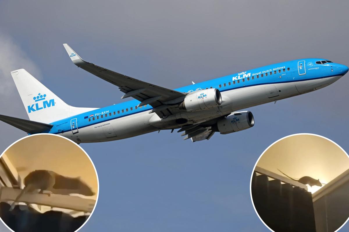 Chuột khổng lồ gây sợ hãi trên chuyến bay- Ảnh 1.