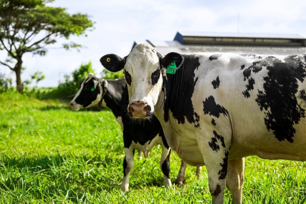 Sữa Tươi A2 - Dưỡng Chất Quý Cho Trẻ Hay Hiệu Ứng Truyền Thông? - Ảnh 1.