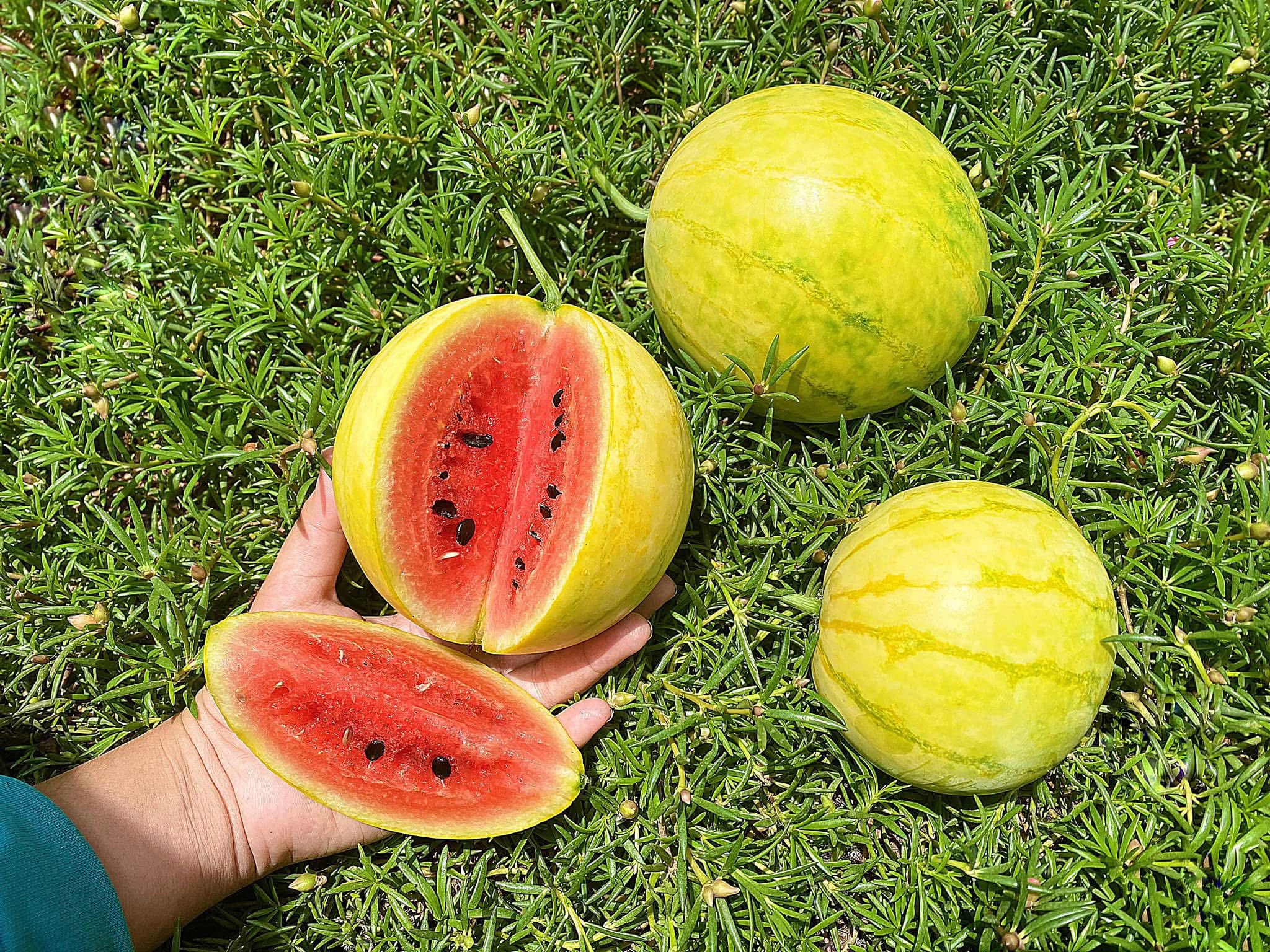 Vườn dưa đẹp mắt của người phụ nữ, bật m&iacute; mẹo nhận biết dưa ngon - Ảnh 4.