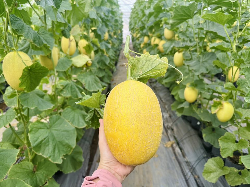 Vườn dưa đẹp mắt của người phụ nữ, bật m&iacute; mẹo nhận biết dưa ngon - Ảnh 1.