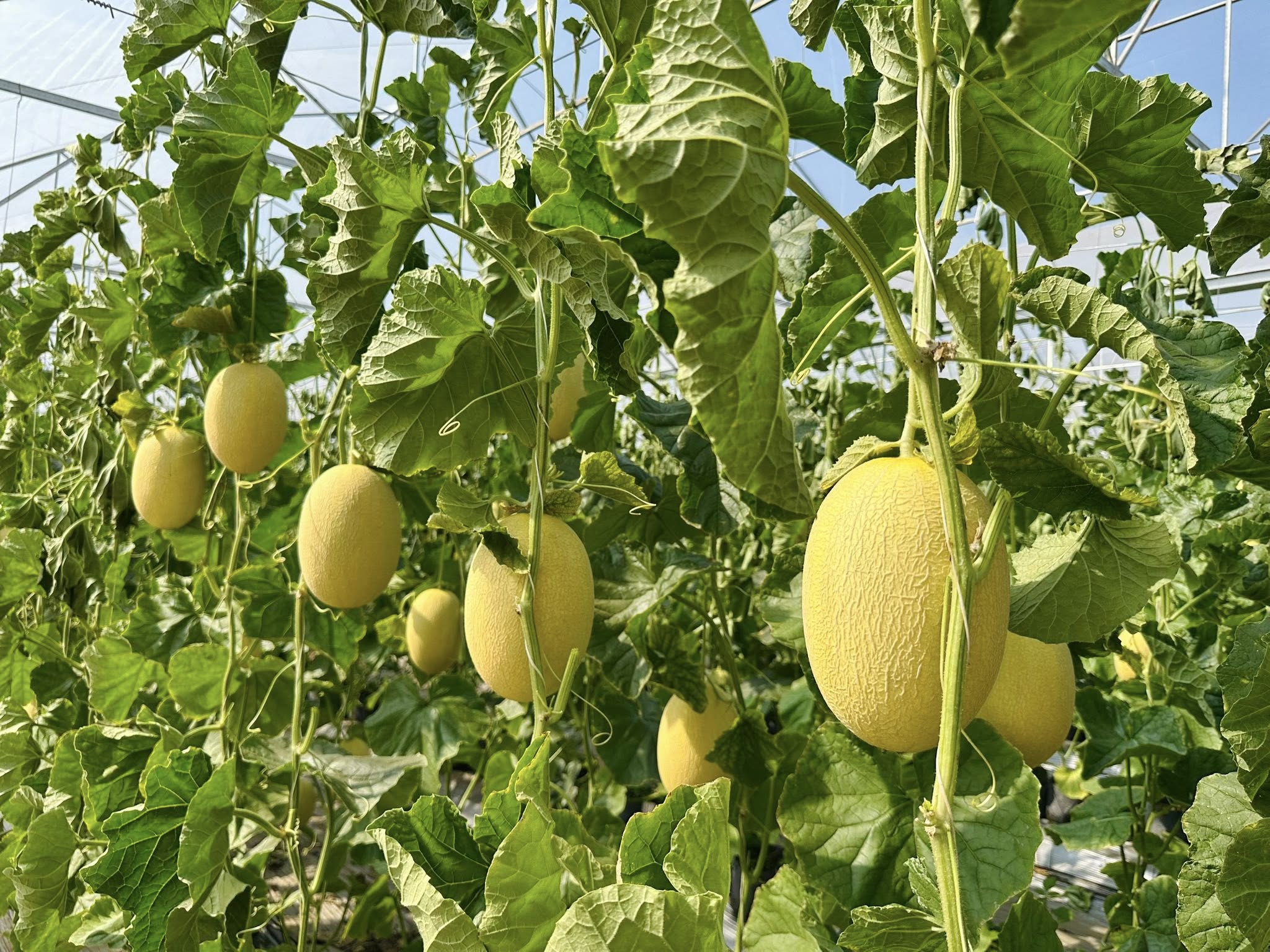 Vườn dưa đẹp mắt của người phụ nữ, bật m&iacute; mẹo nhận biết dưa ngon - Ảnh 3.