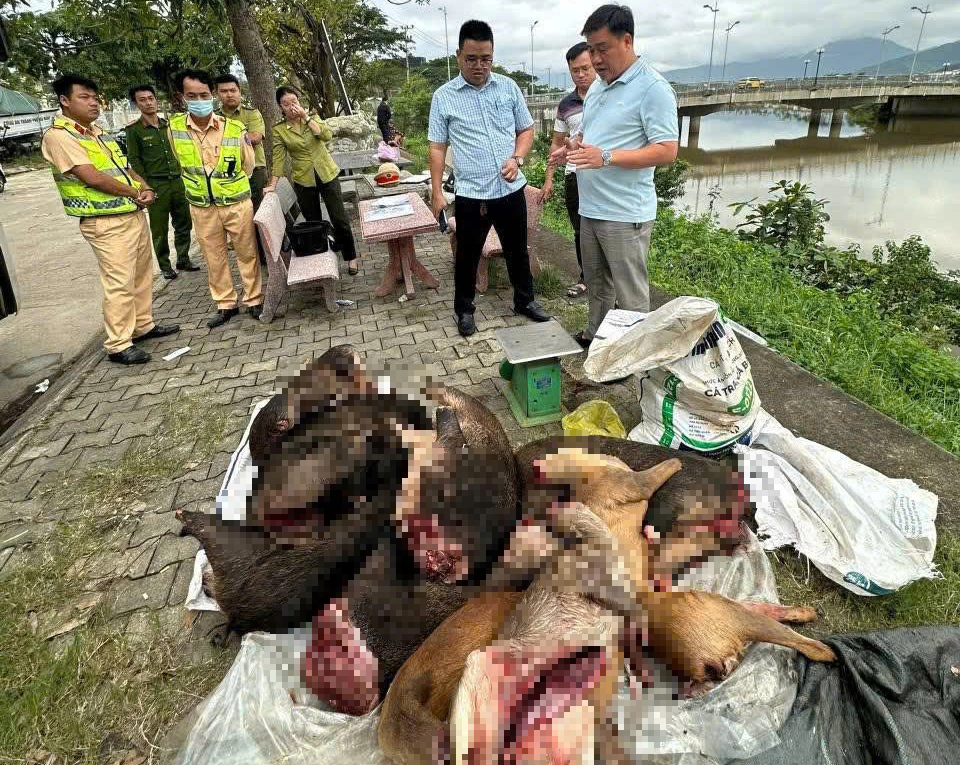 Xe khách chở lượng lớn thịt nghi động vật hoang dã qua hầm Hải Vân- Ảnh 2. Xe khách chở lượng lớn thịt nghi động vật hoang dã qua hầm Hải Vân- Ảnh 2.