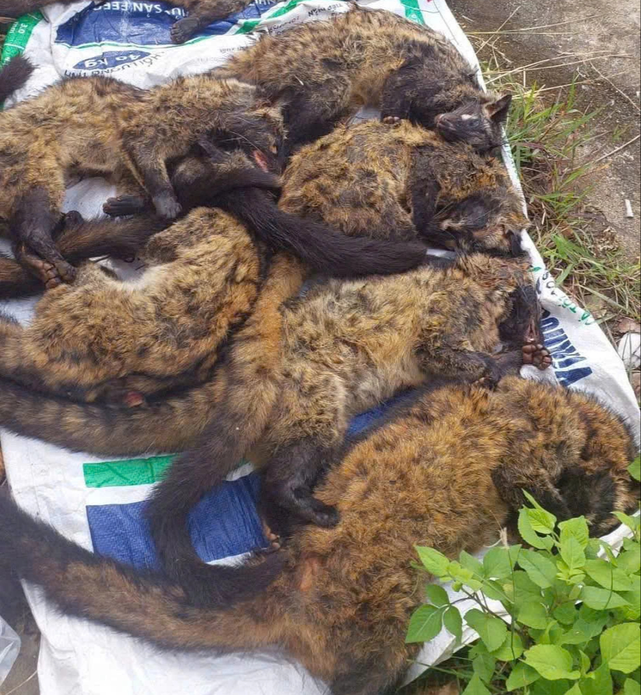 Xe khách chở lượng lớn thịt nghi động vật hoang dã qua hầm Hải Vân- Ảnh 1. Xe khách chở lượng lớn thịt nghi động vật hoang dã qua hầm Hải Vân- Ảnh 1.