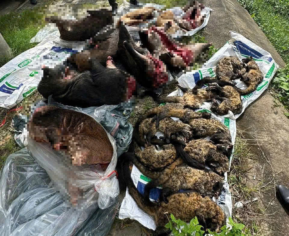 Xe khách chở lượng lớn thịt nghi động vật hoang dã qua hầm Hải Vân- Ảnh 3. Xe khách chở lượng lớn thịt nghi động vật hoang dã qua hầm Hải Vân- Ảnh 3.