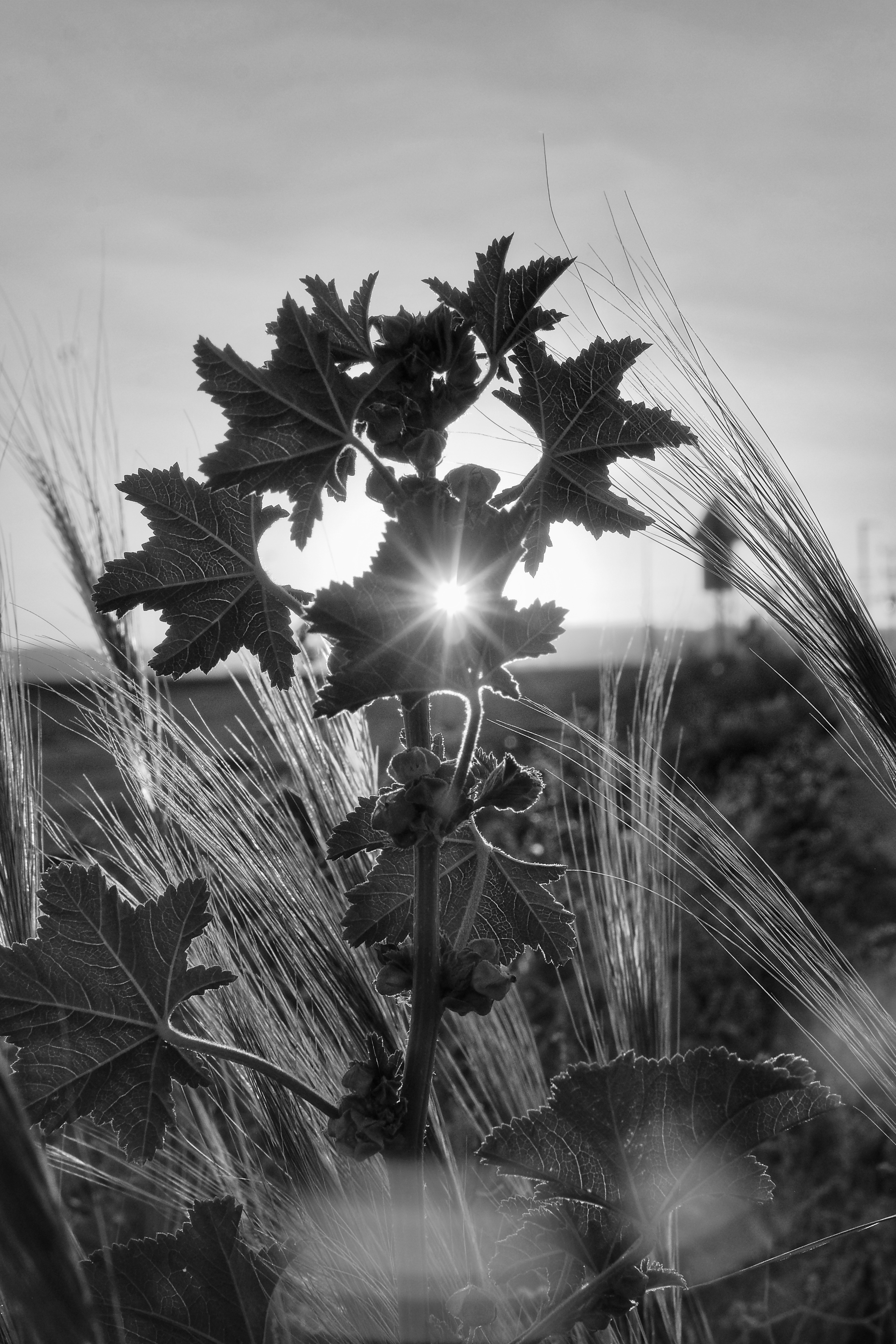 Một không gian dành cho nhiếp ảnh đen trắng thủ công- Ảnh 3. Một không gian dành cho nhiếp ảnh đen trắng thủ công- Ảnh 3.