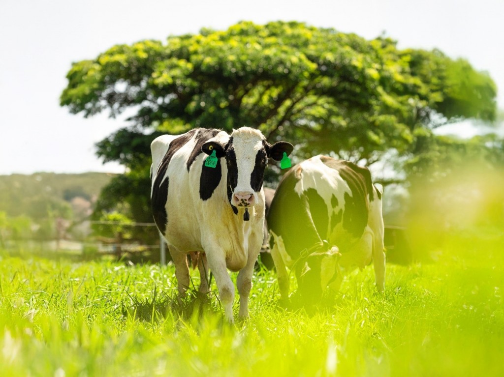 Sữa tươi A2 - Xu hướng mới cho hệ tiêu hóa non nớt của trẻ nhỏ?- Ảnh 2.