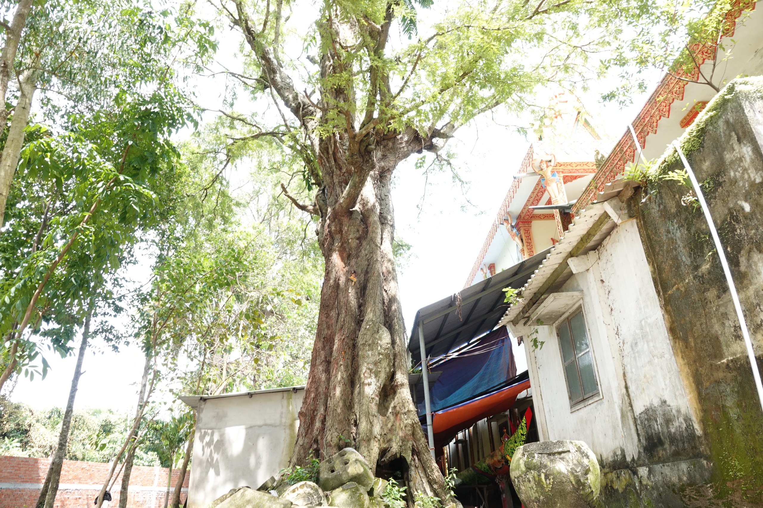 Cặp me cổ thụ h&agrave;ng trăm năm tuổi - b&aacute;u vật của ng&ocirc;i ch&ugrave;a Khmer miền T&acirc;y- Ảnh 9.