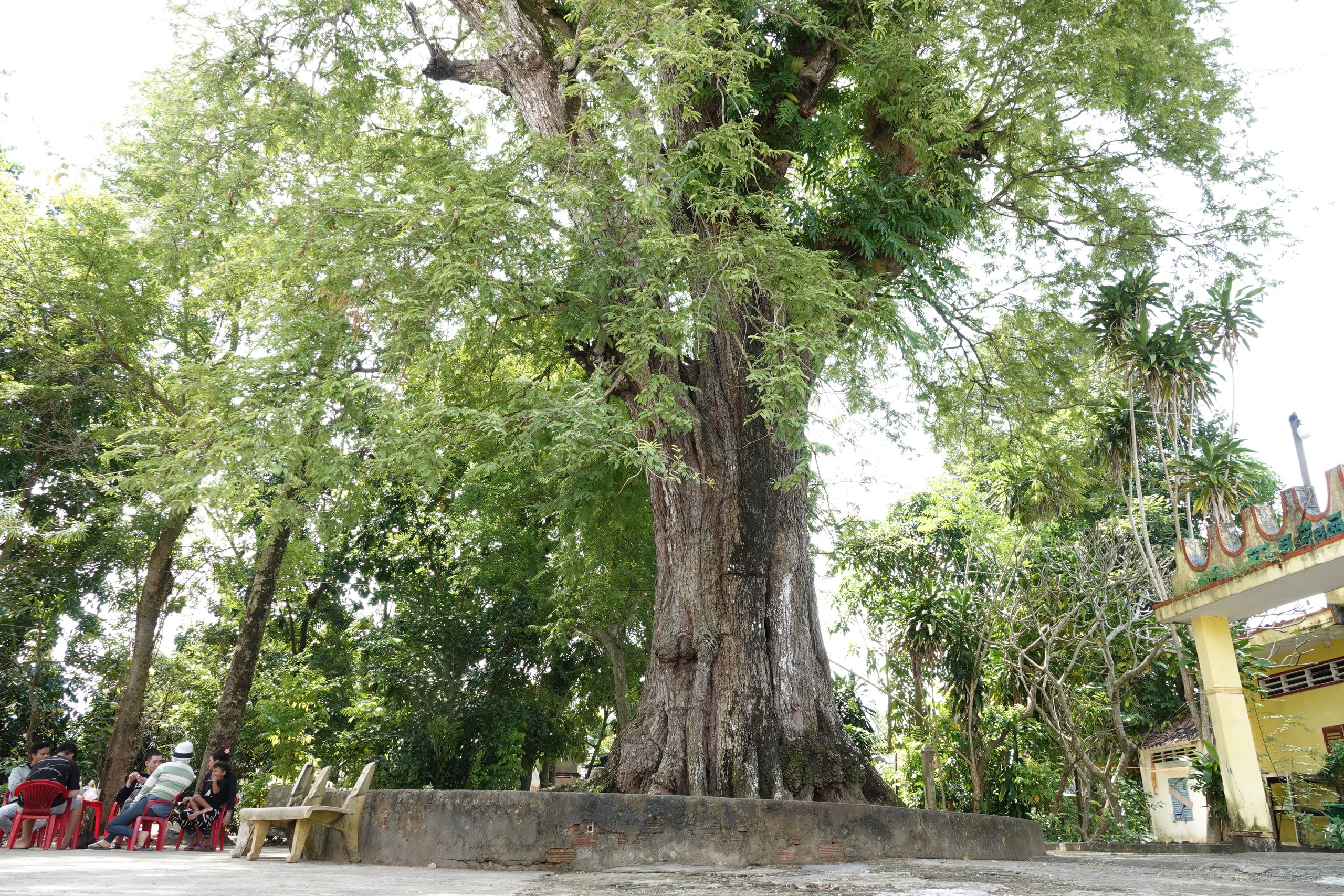 Cặp me cổ thụ h&agrave;ng trăm năm tuổi - b&aacute;u vật của ng&ocirc;i ch&ugrave;a Khmer miền T&acirc;y- Ảnh 4.