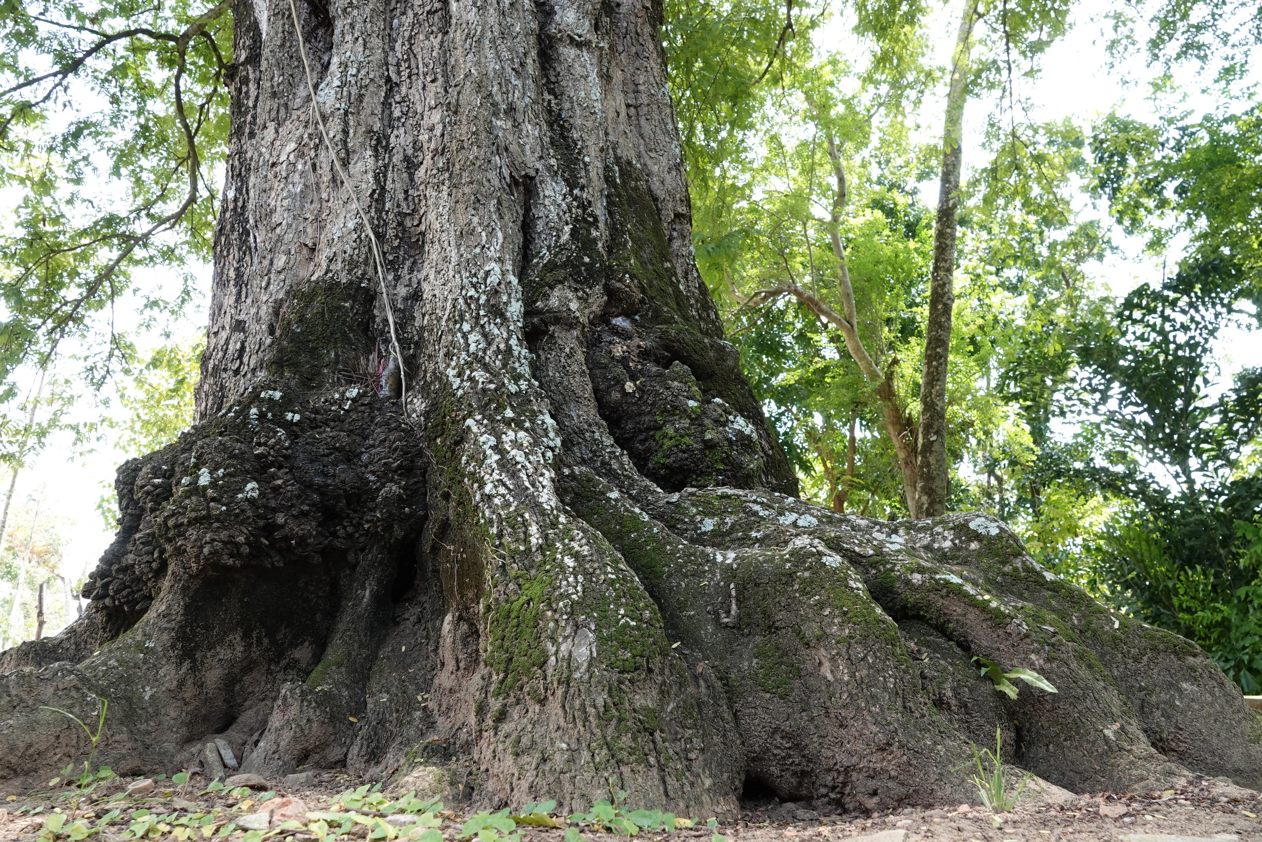 Cặp me cổ thụ h&agrave;ng trăm năm tuổi - b&aacute;u vật của ng&ocirc;i ch&ugrave;a Khmer miền T&acirc;y- Ảnh 5.