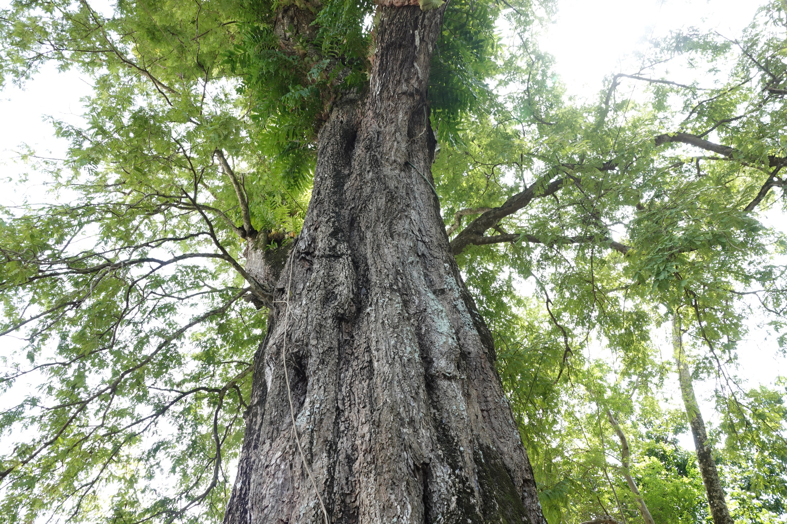 Cặp me cổ thụ h&agrave;ng trăm năm tuổi - b&aacute;u vật của ng&ocirc;i ch&ugrave;a Khmer miền T&acirc;y- Ảnh 6.