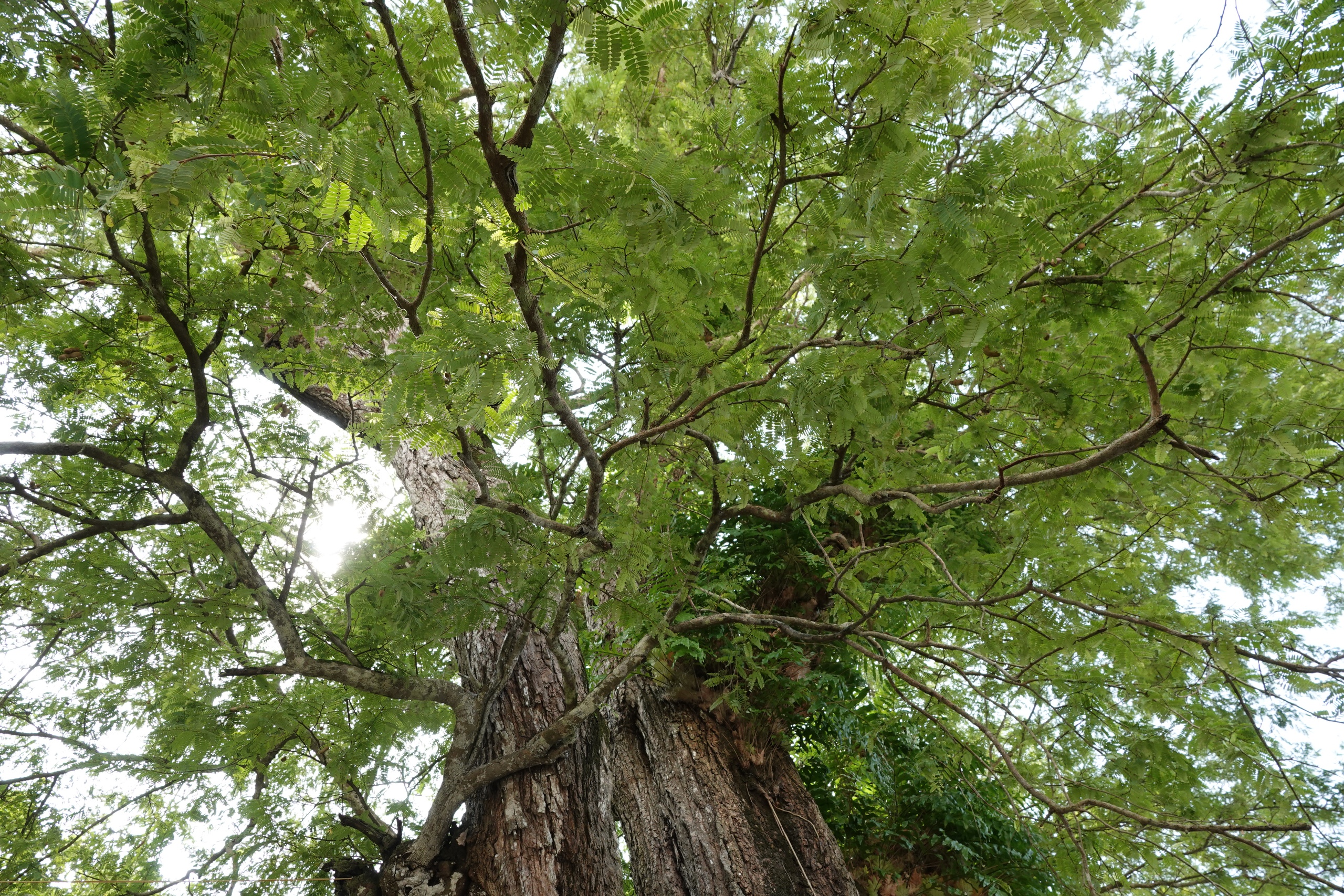 Cặp me cổ thụ h&agrave;ng trăm năm tuổi - b&aacute;u vật của ng&ocirc;i ch&ugrave;a Khmer miền T&acirc;y- Ảnh 7.