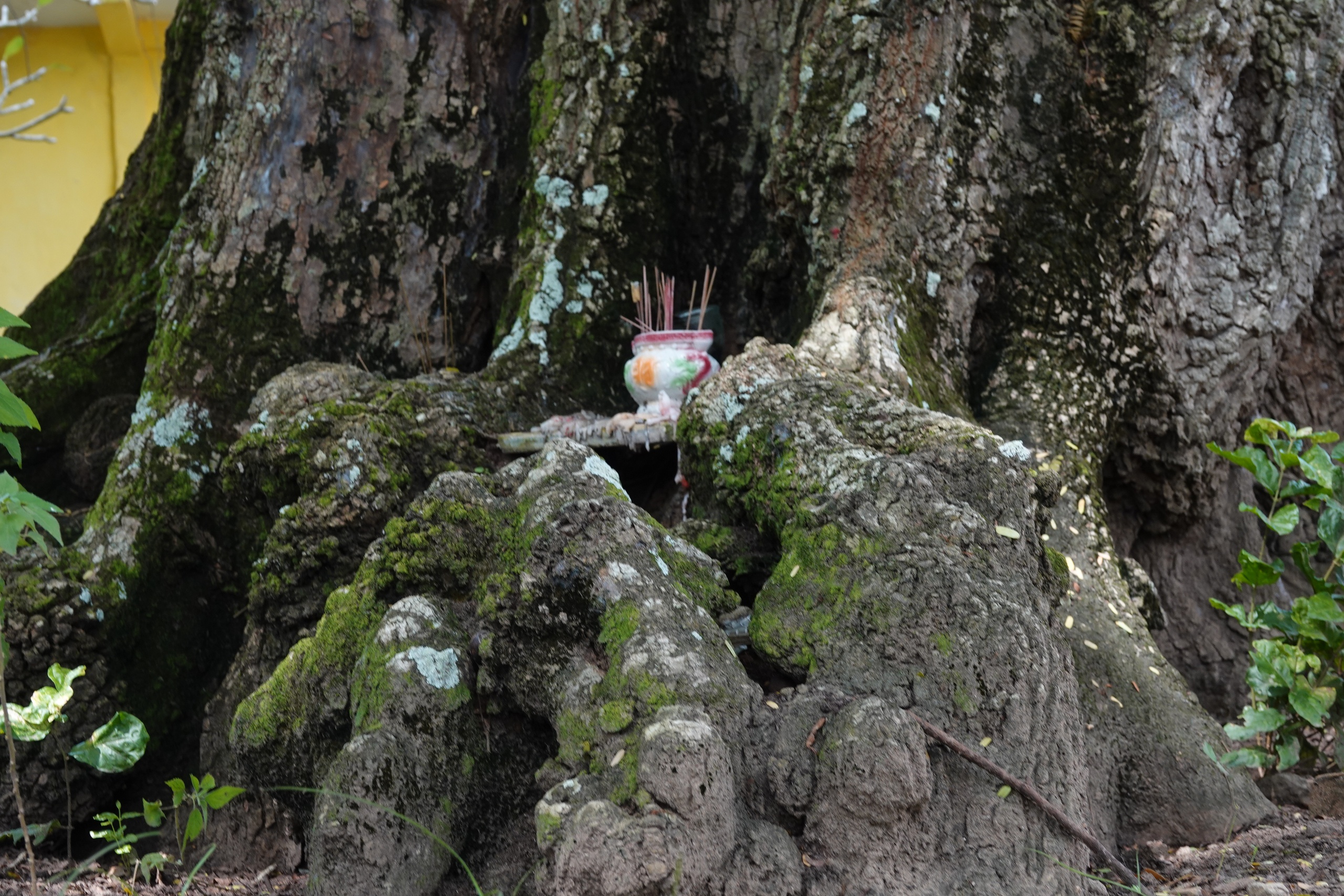 Cặp me cổ thụ h&agrave;ng trăm năm tuổi - b&aacute;u vật của ng&ocirc;i ch&ugrave;a Khmer miền T&acirc;y- Ảnh 8.