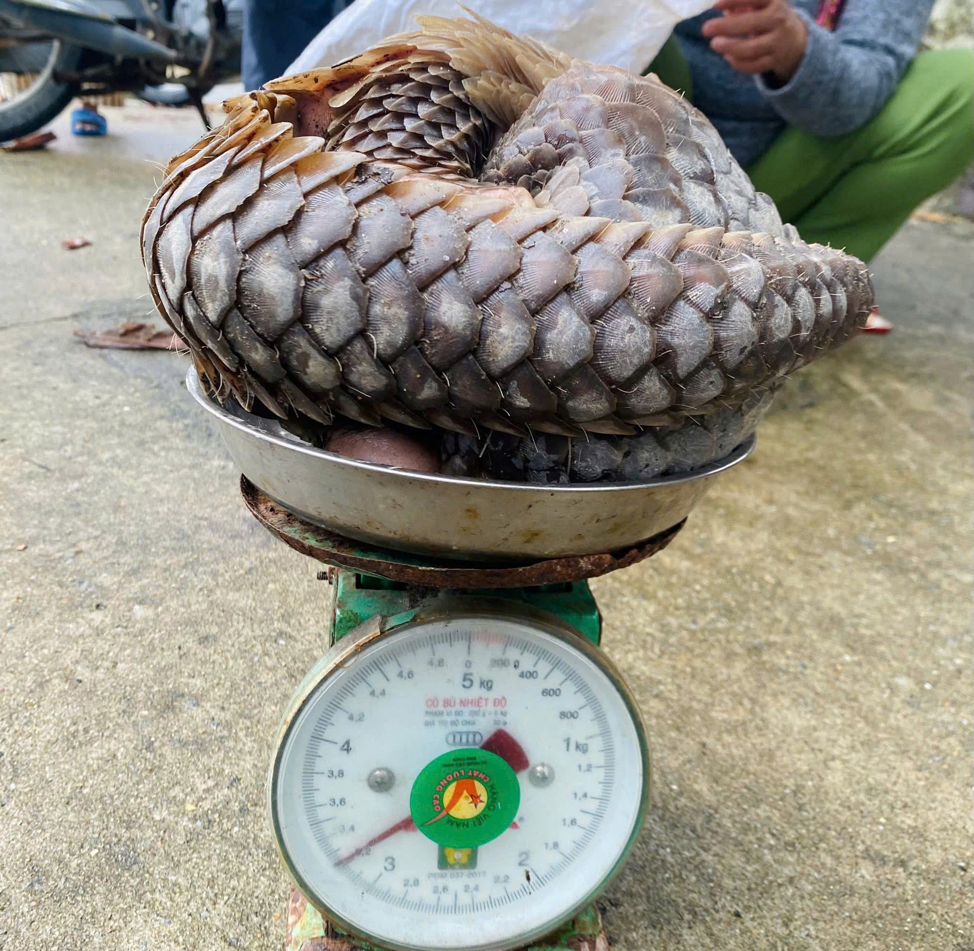 Đà Nẵng: Cá thể tê tê quý hiếm lạc vào nhà dân ở đảo Cù Lao Chàm - Ảnh 1.