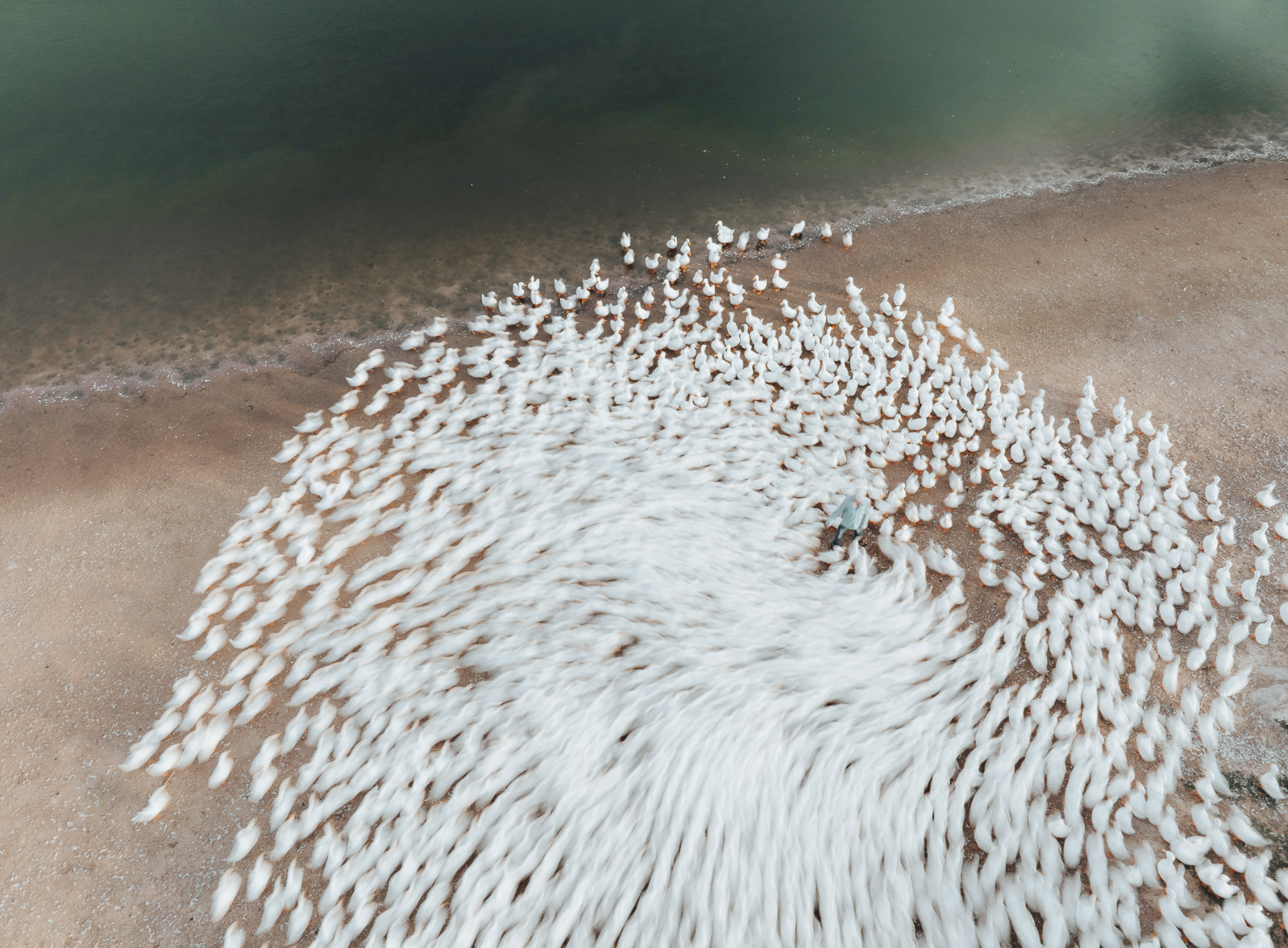 Dưới ch&acirc;n n&uacute;i B&agrave; Đen: Chuyện bầy vịt đồng trắng như tuyết  'bao v&acirc;y' chủ g&acirc;y sốt  - Ảnh 13.
